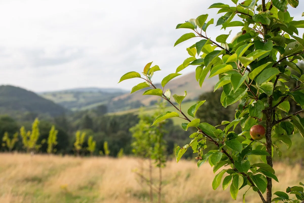Brecon_Oak_43.jpg