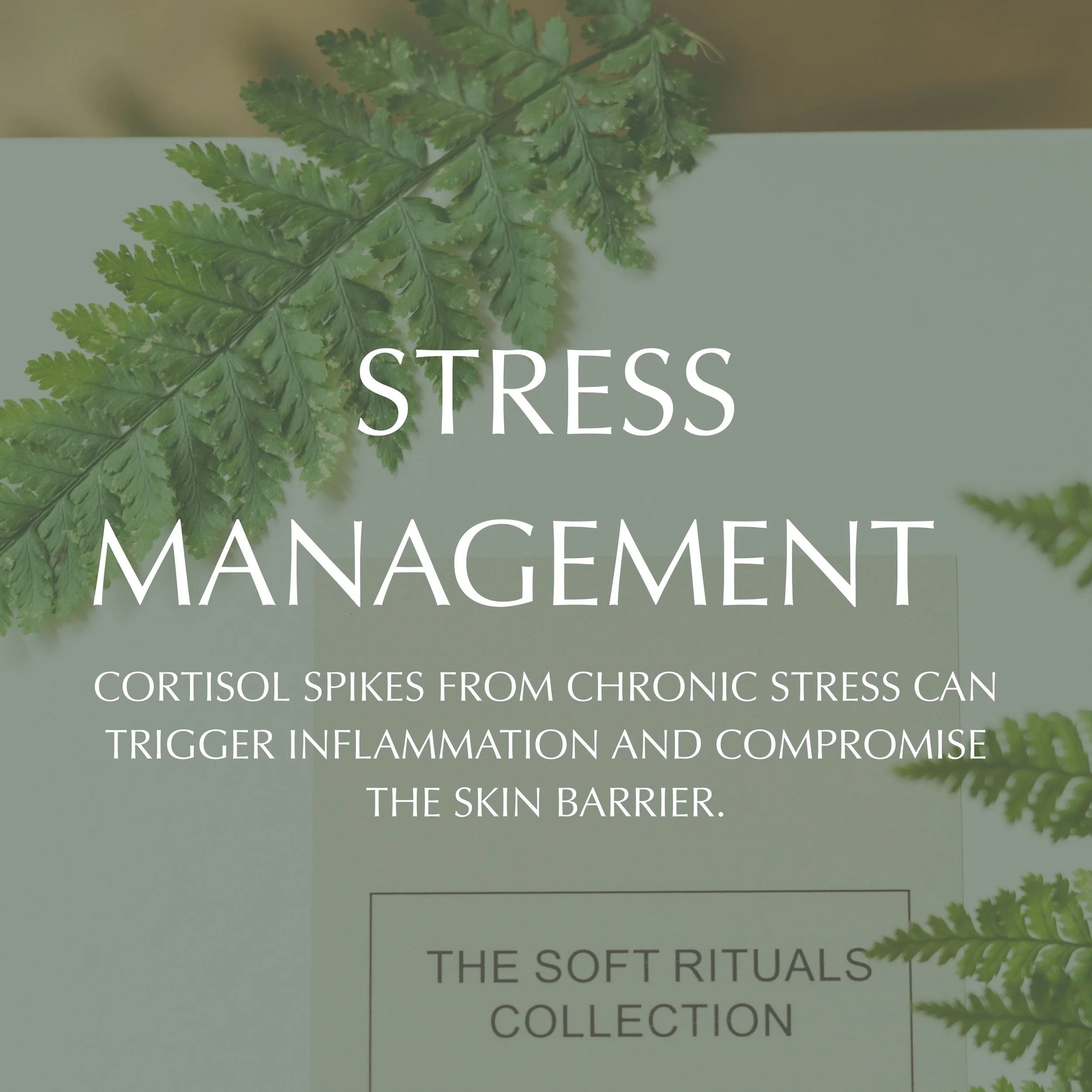 SLEEP deep rest allows the skin to repair and regenerate overnight.-2.jpg