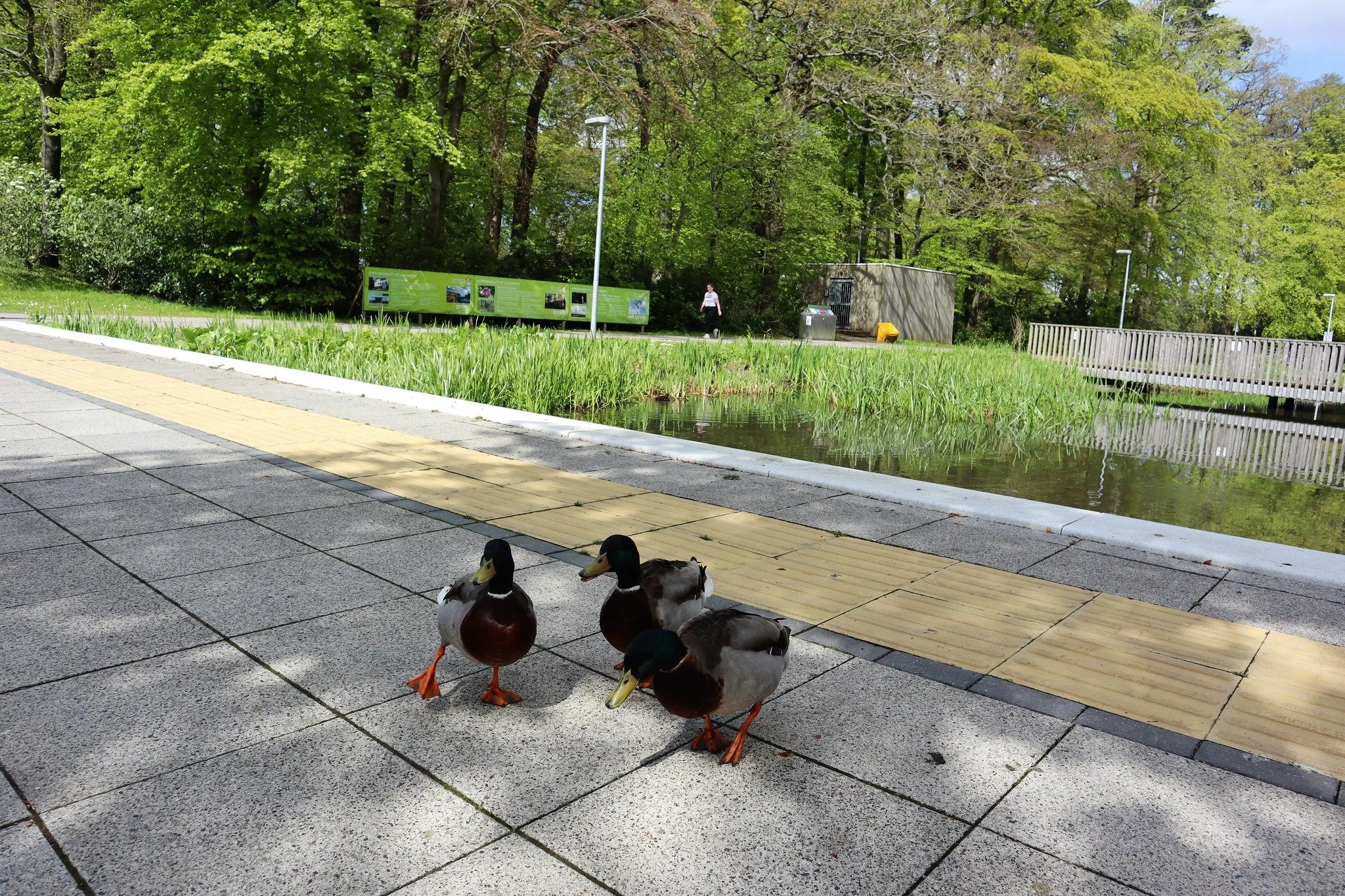 🍂 The leaves are starting to turn on the Lancaster University campus, the ducks are out in force and September means one thing, uni is almost back!
Before lectures and late-night library trips kick in, take a stroll through Williamson Park, grab a c
