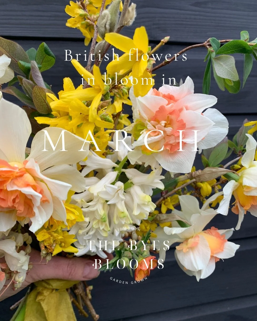 Spring brides you are in for a treat. March brings the blousy Queen of Spring the ranunculus into focus. JUST SO MANY PETALS. The fancy daffs or narcissi come into their own in March too. Forget what you know about supermarket daffodils. Narcissi com