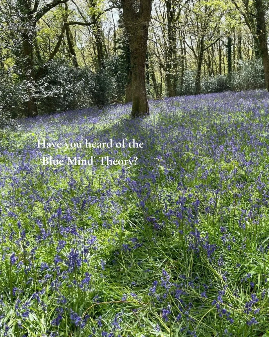 How can you not feel happier and relaxed after spending a morning forest bathing in a sea of bluebells while you learn to make a handtied bouquet with locally grown spring flowers? 

Come test out the Bluebell Mind Theory with us

Hosted by local flo