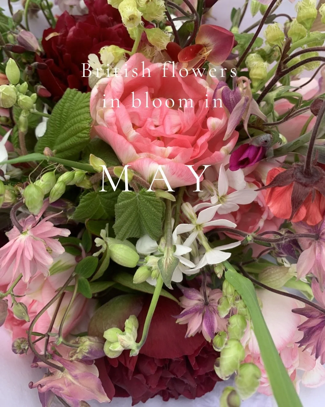 In May it feels like every day there is a new flower to discover in the cutting garden. Sometimes they shout and demand attention like the peony. Sometimes they quietly start blooming unconcerned whether you lift the arching leaves and find the dangl