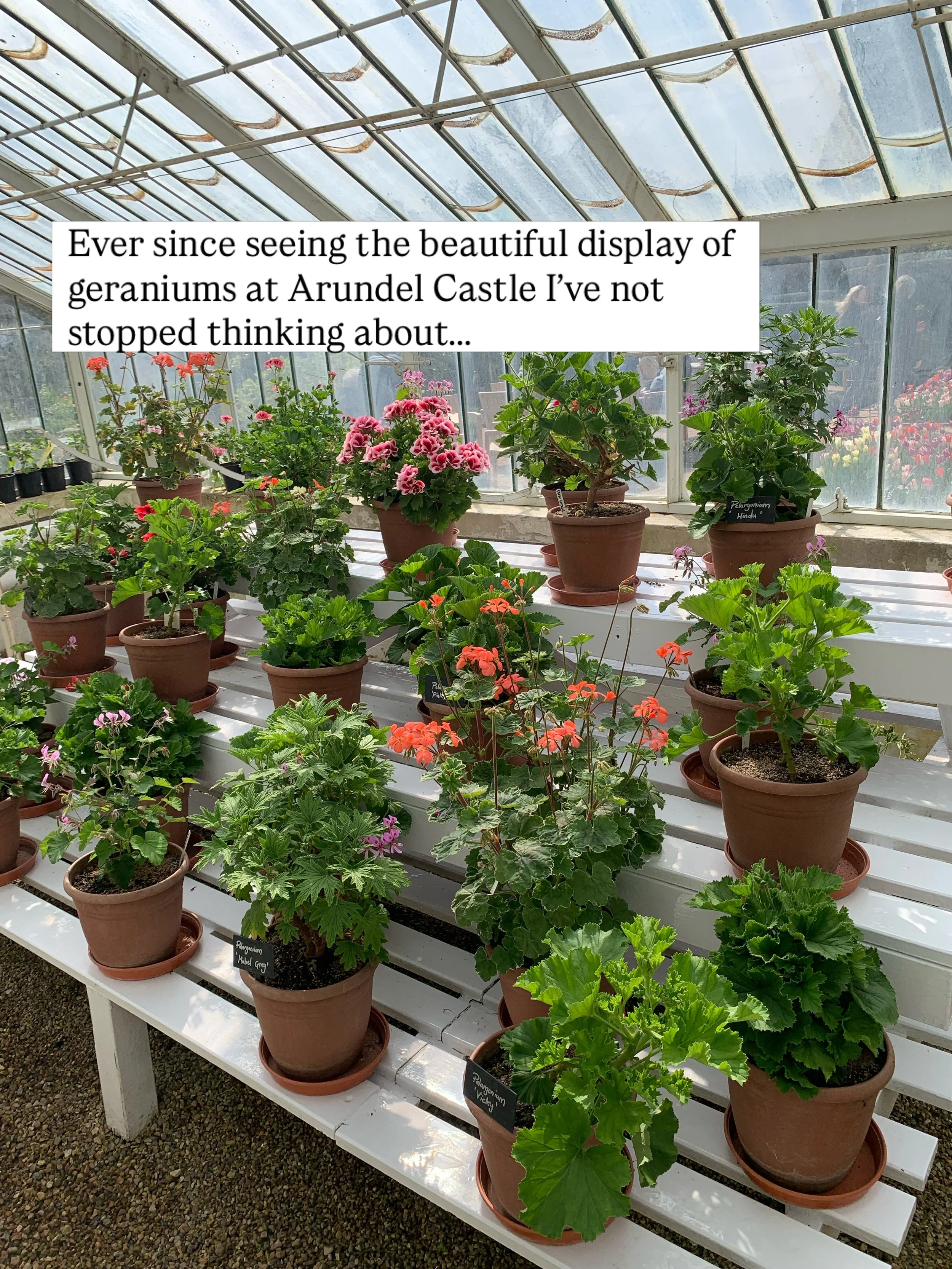 From reading about the salmon pink geraniums in The Little White Horse as a child to years of determinedly lugging window boxes from one flat share to another round London, geraniums / pelargoniums have always held a little magic for me. They are the