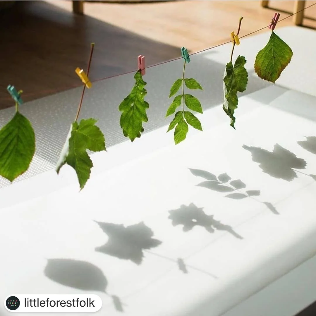 Leaf Shadow Art