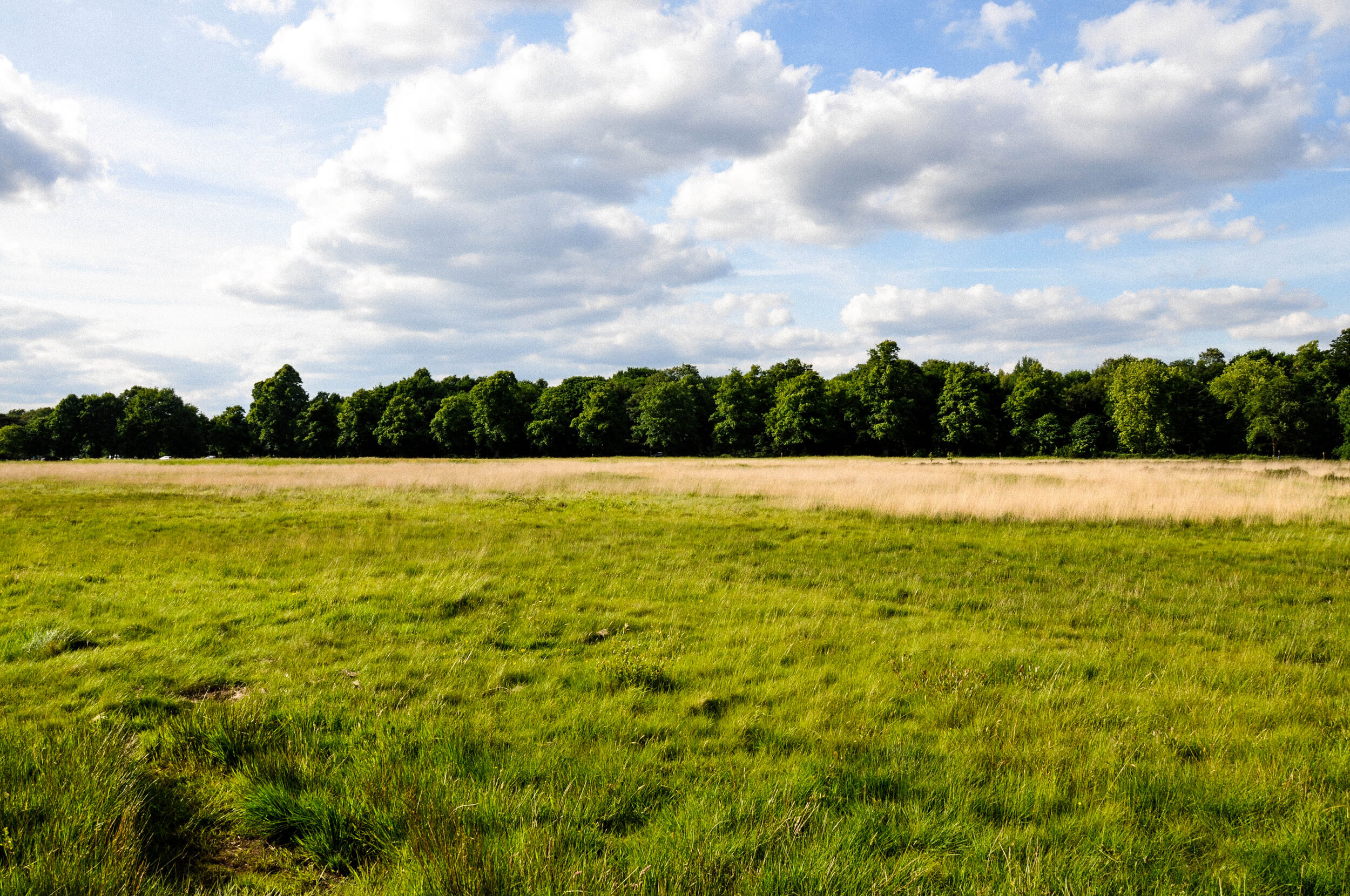 Wimbledon Common