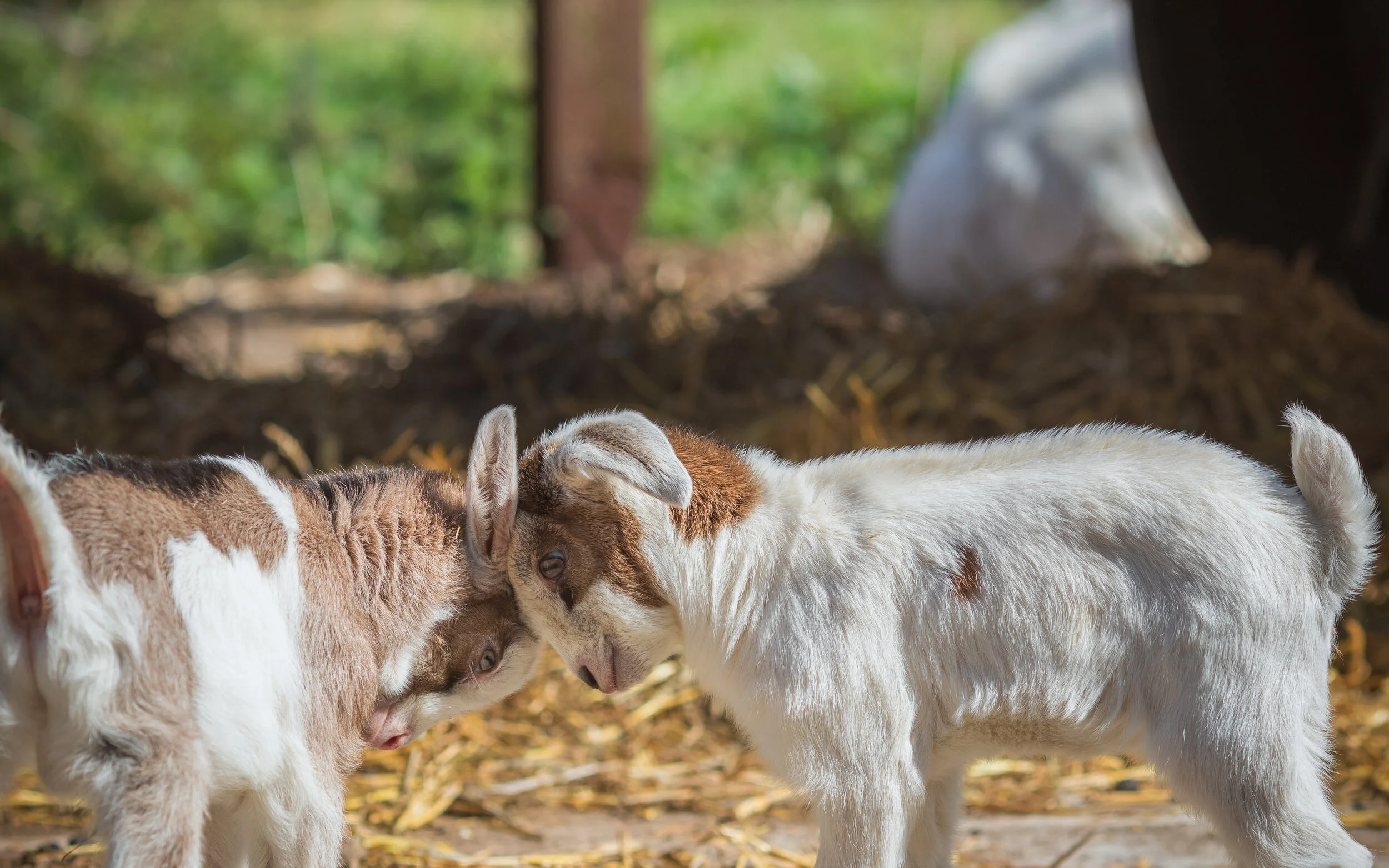 Deen City Farm