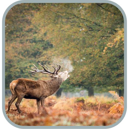 Richmond Park 1.png