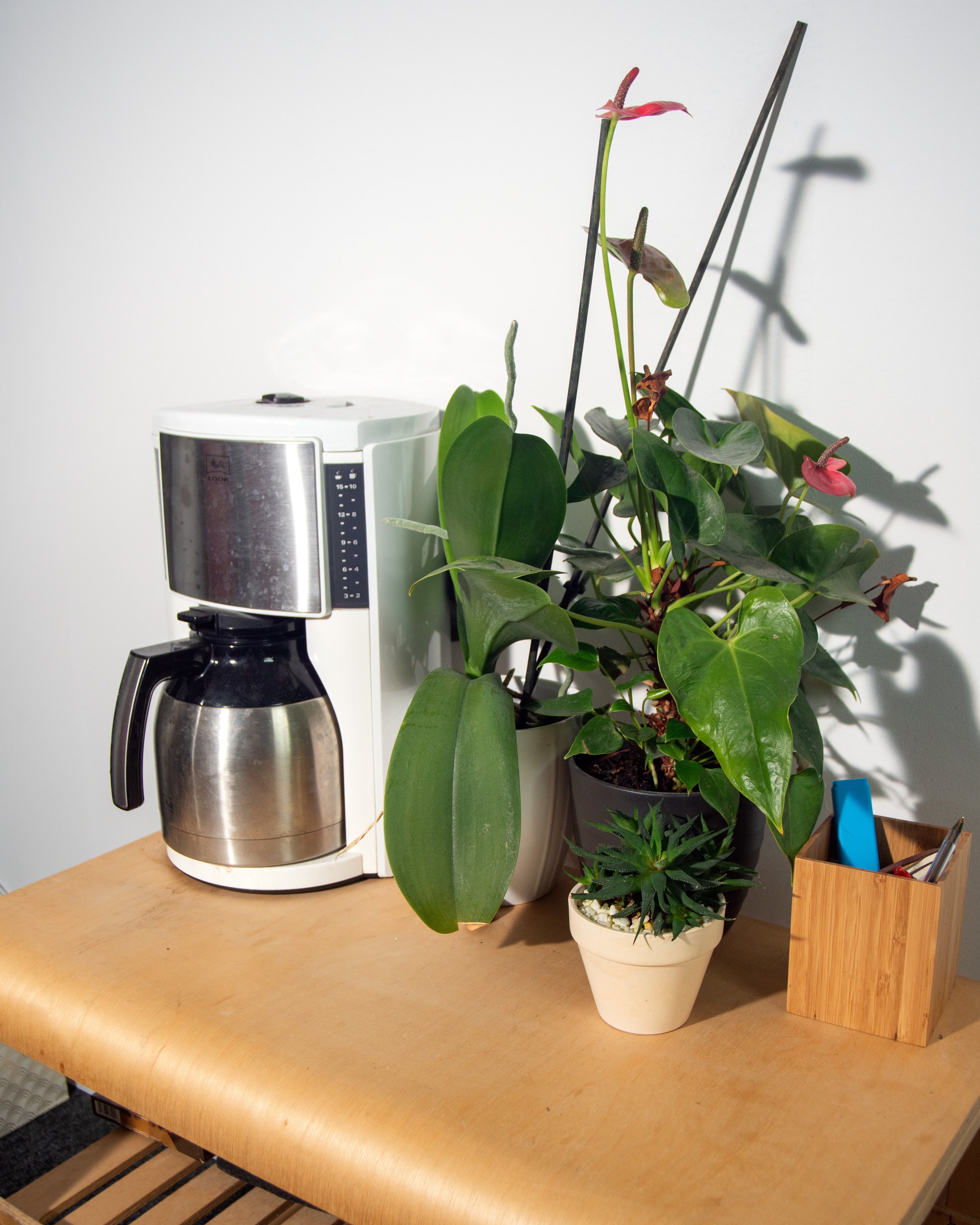 Coffee Plant light .jpg