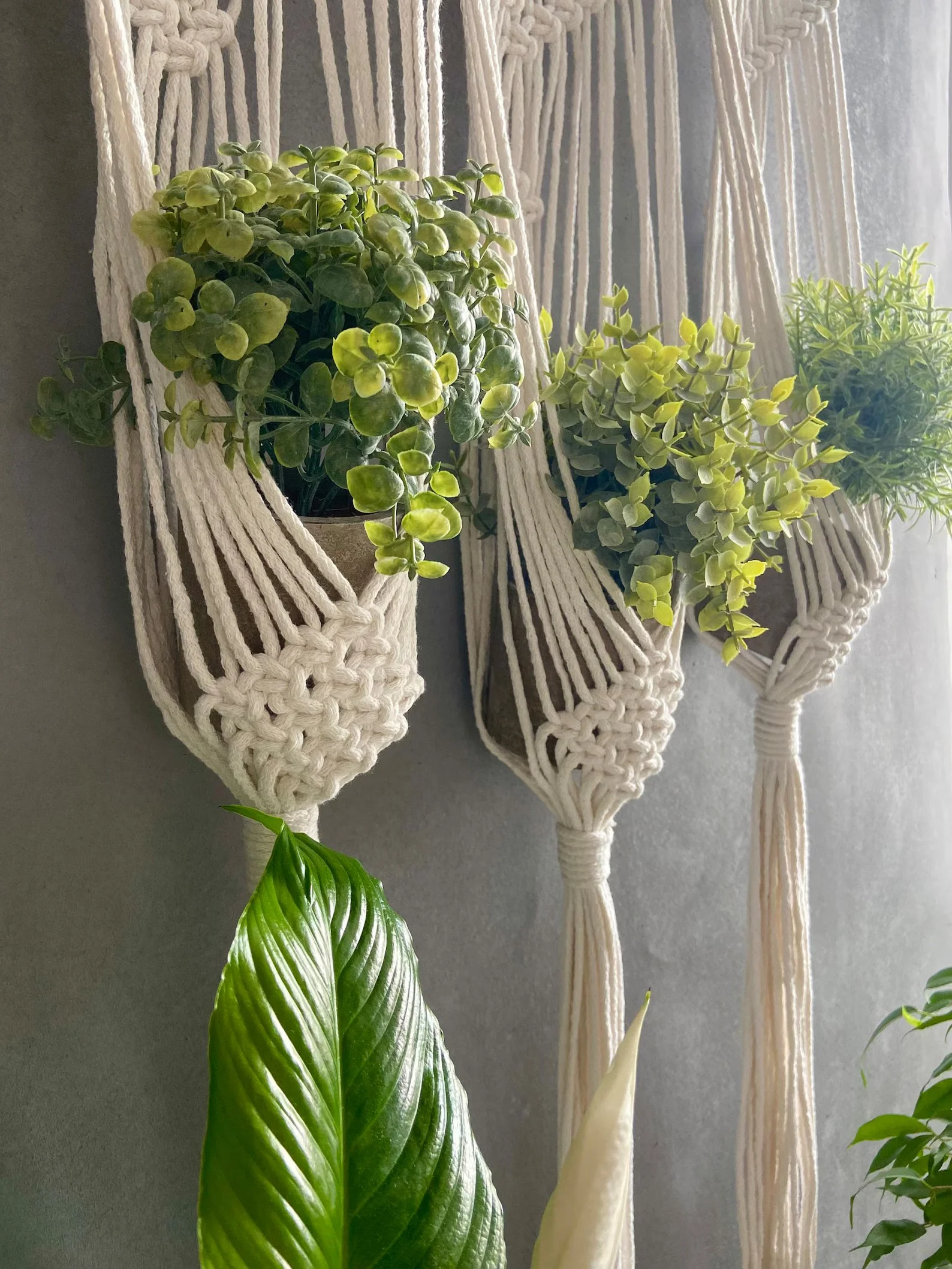 macrame Plant Hanger 3.jpg