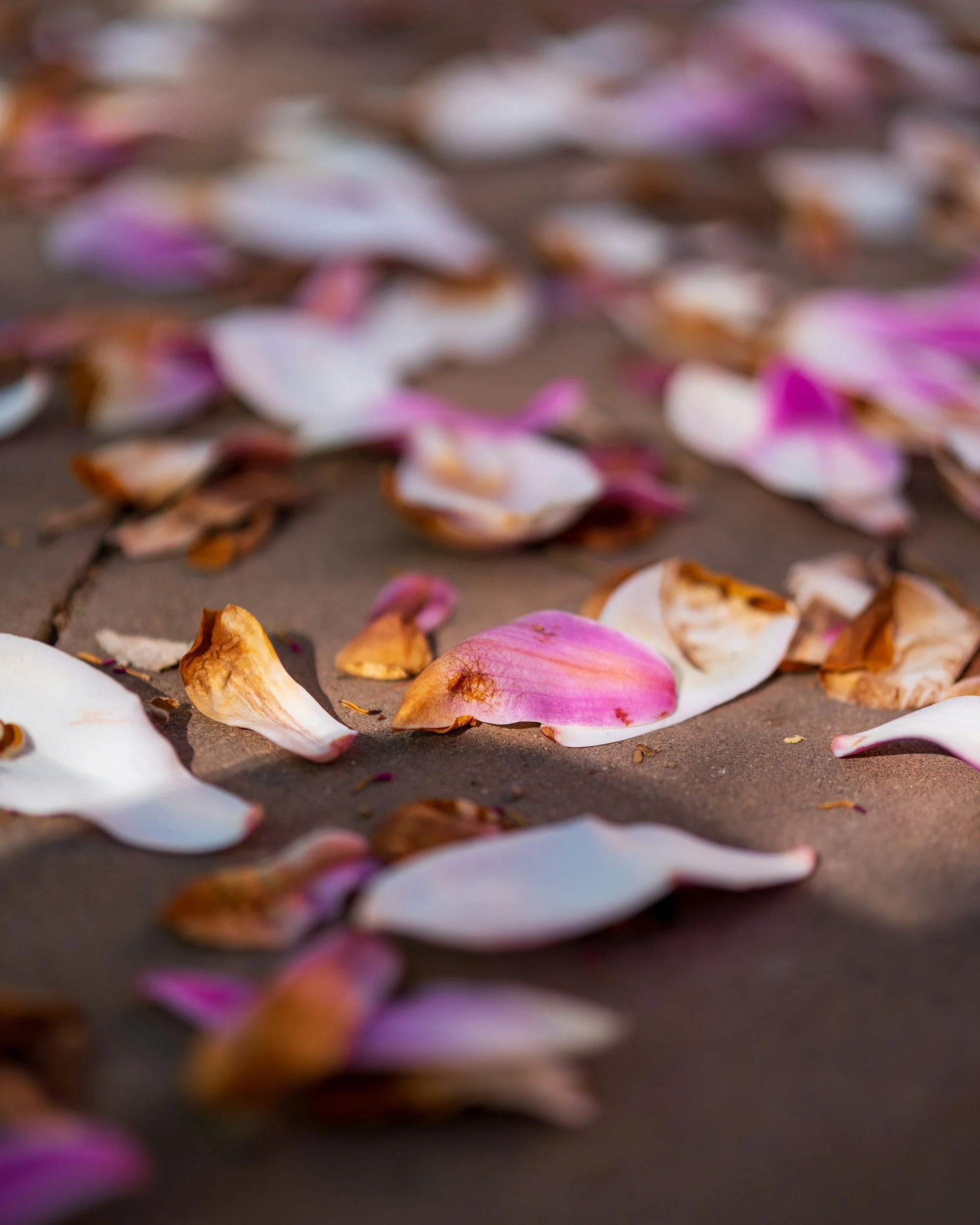 Fresh flowers and leaves arranged for botanical hammer printing