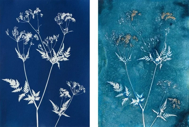 cyanotypes-1.jpg