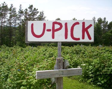 Small Bucket – We Pick For You