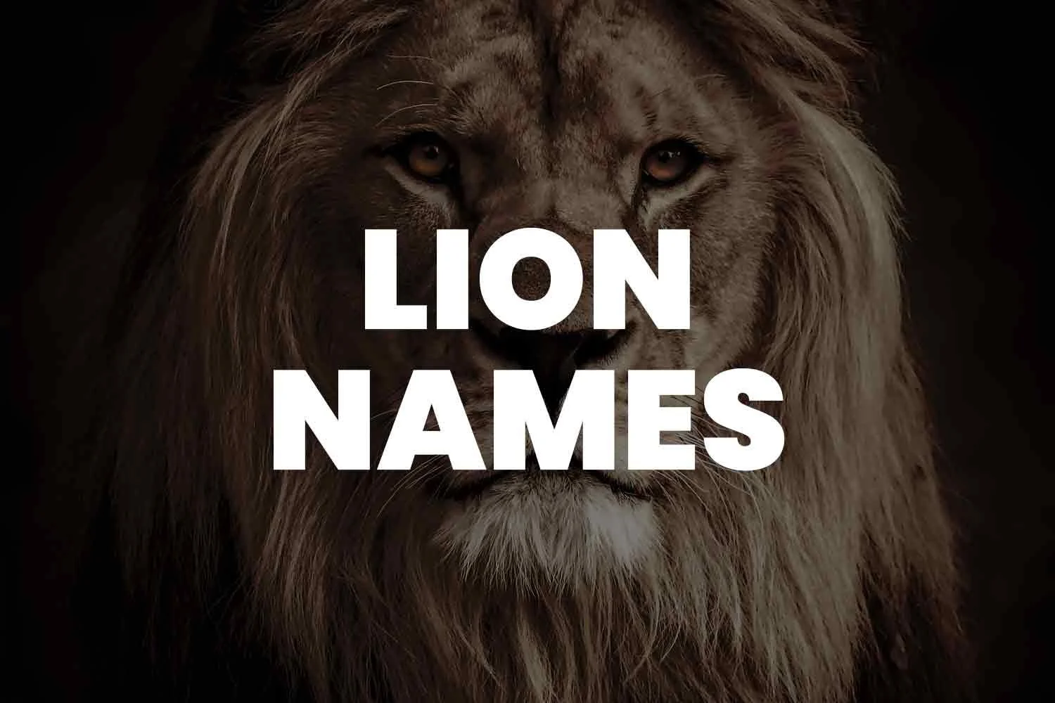 999+ Lion Names To Spark Your Creative Imagination