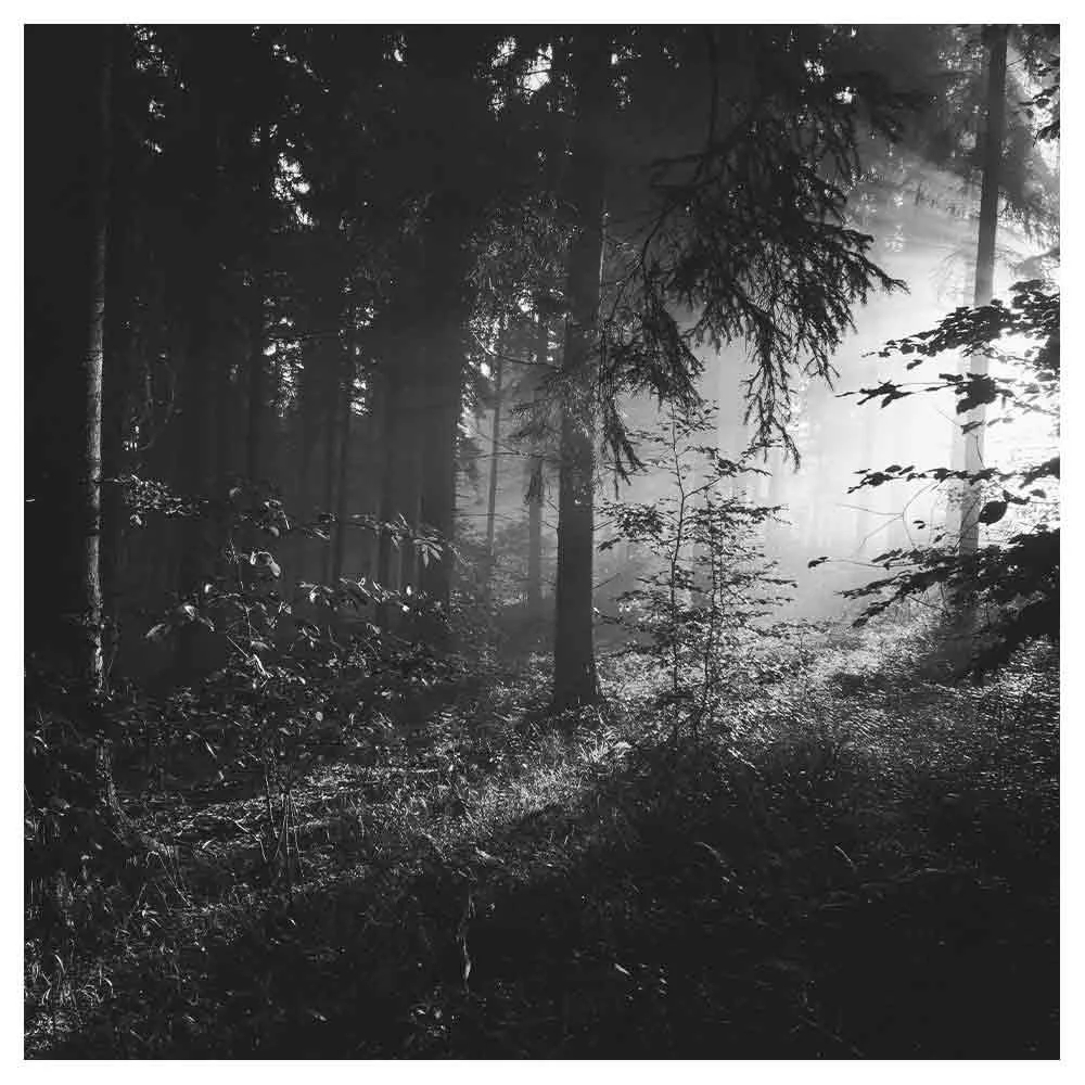 999+ Forest Names To Inspire Your Next Story Setting