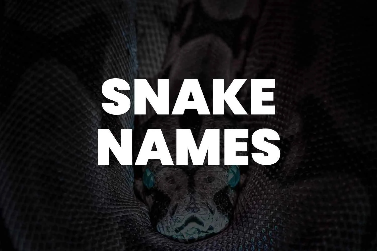 199+ Snake Names for Every Personality