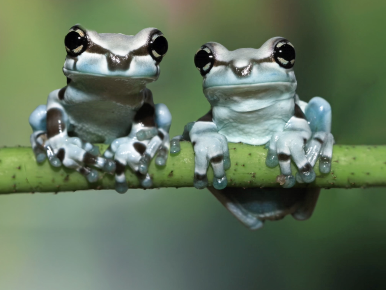 Disappearing frogs