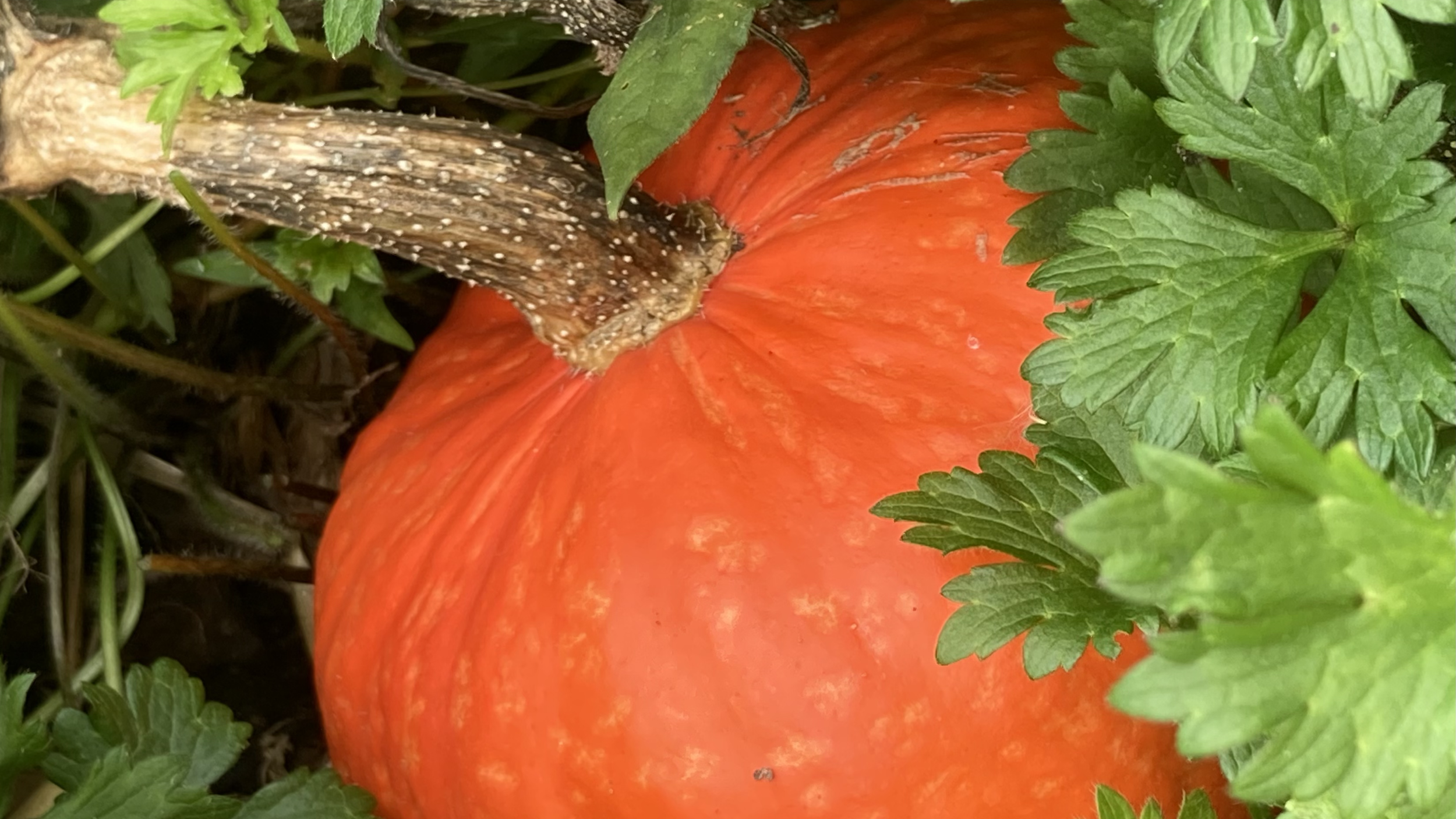 Fundraising &amp; Halloween