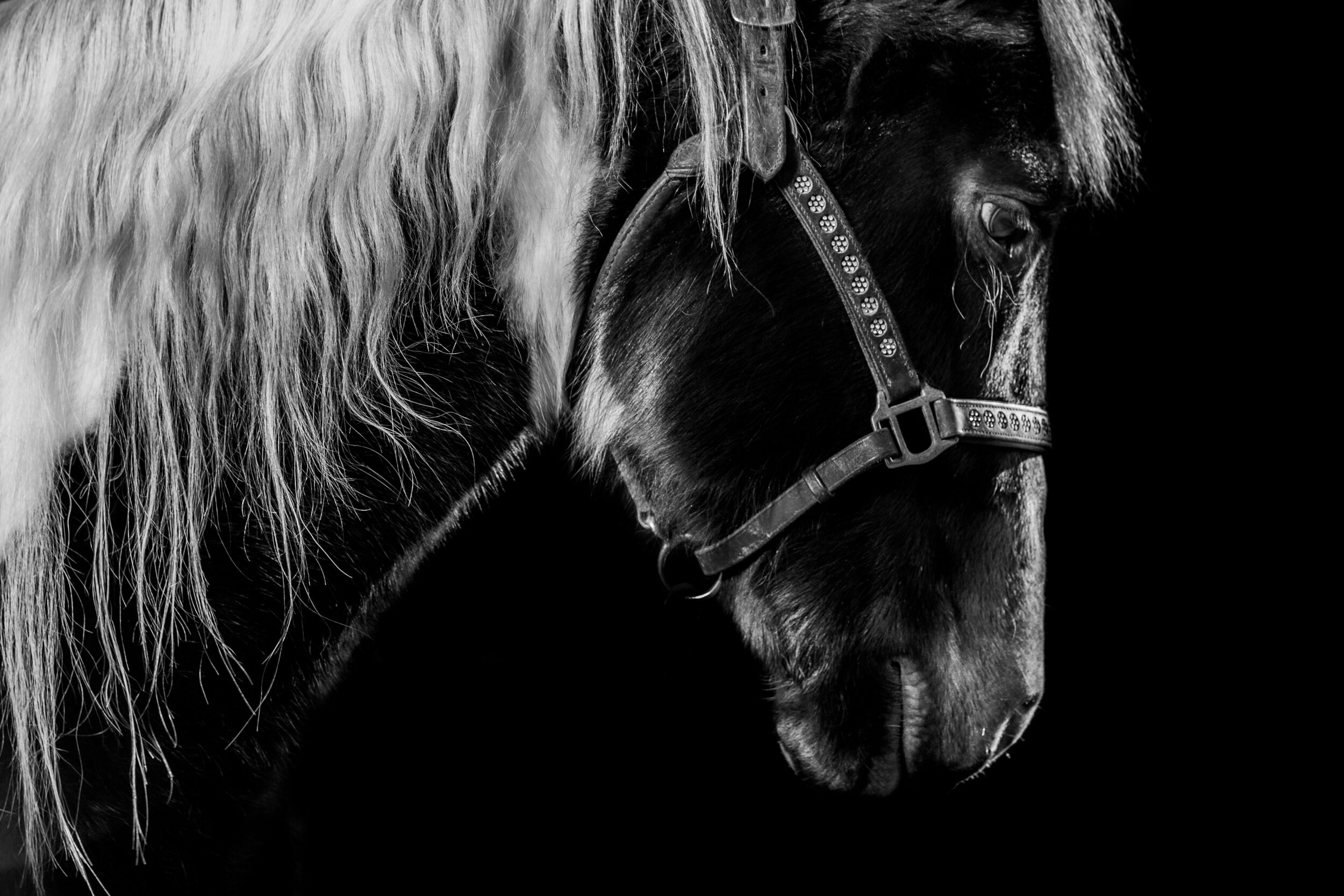 Jane-Sikorski-horse-photographer-6800.jpg