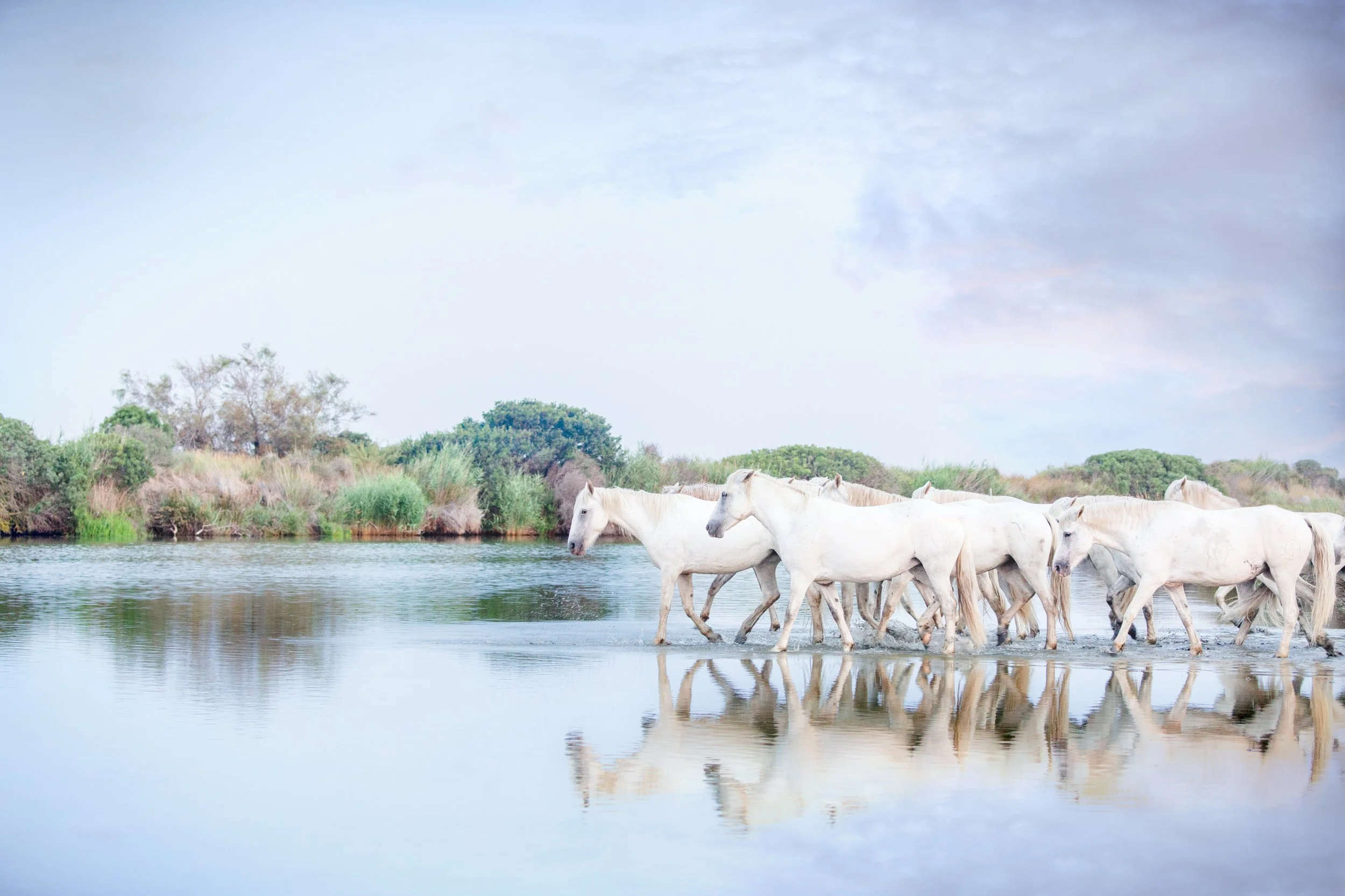 The Camargue series #2