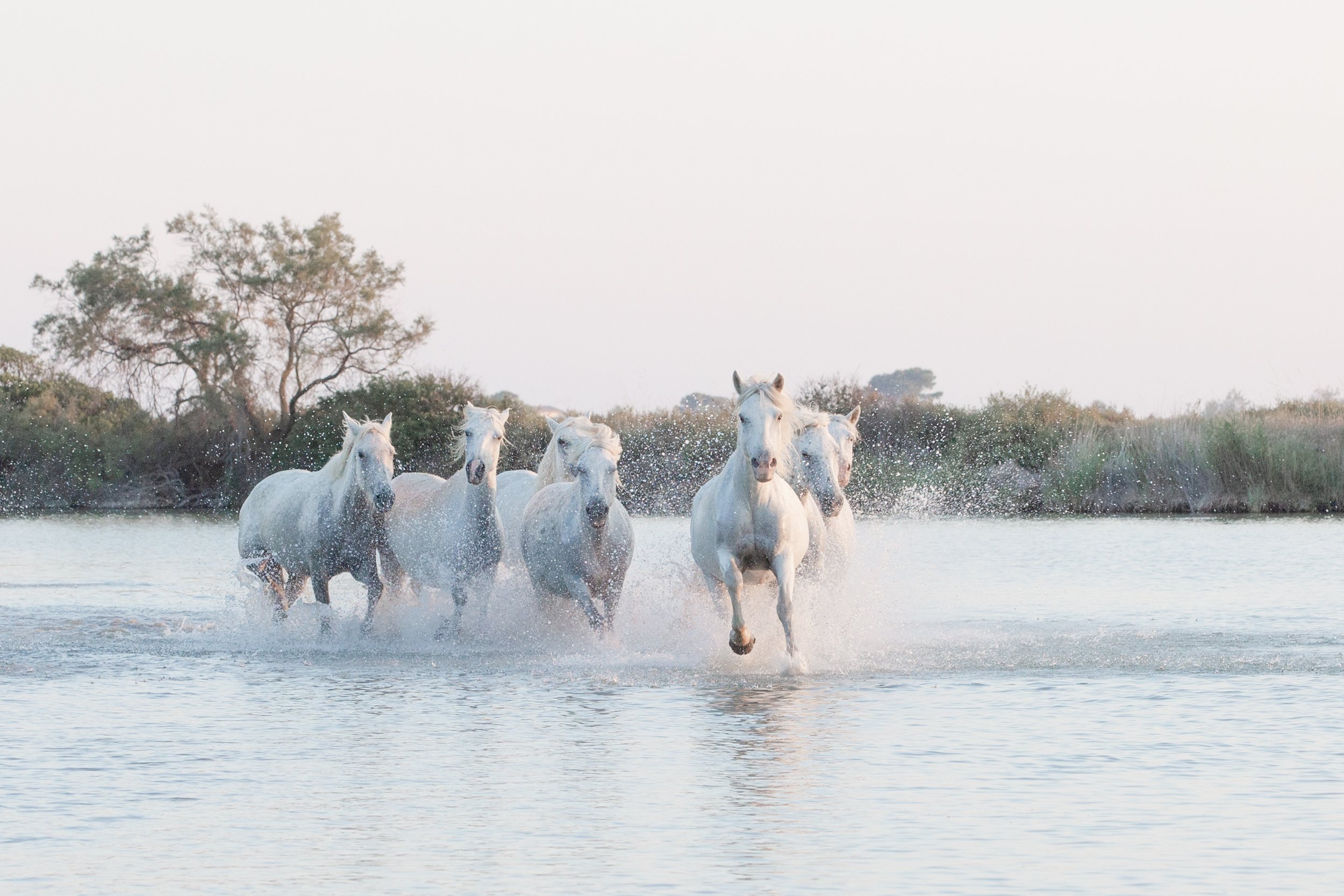  Coloured fine art photograph of white horses galloping in the marsh at sunrise 