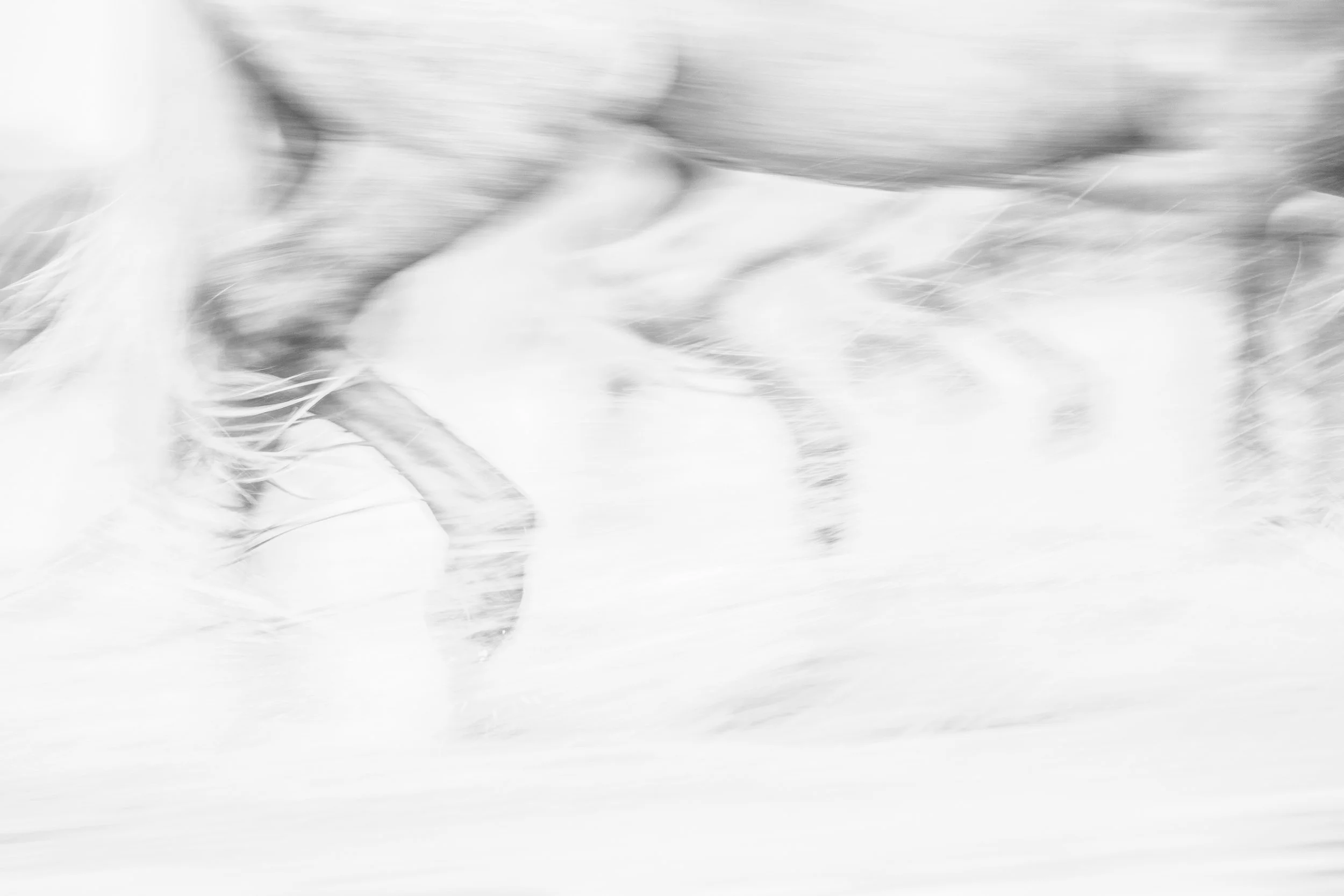 The Camargue series #3