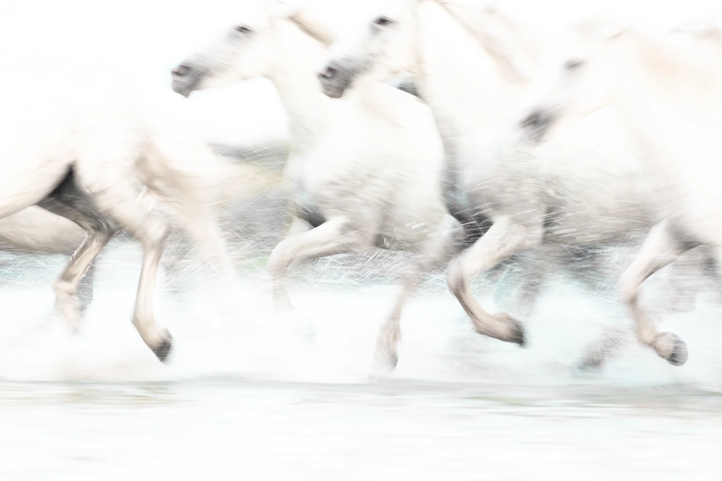 The Camargue series #6