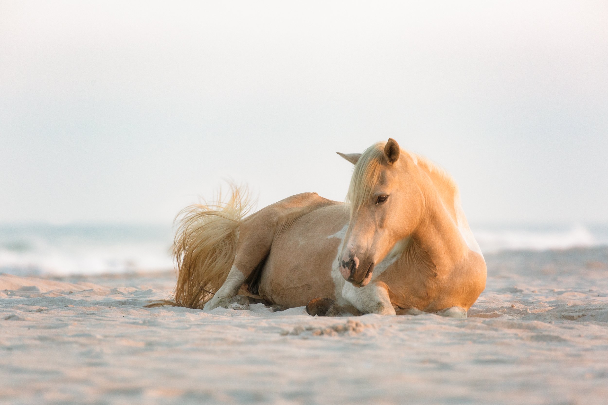 Jane-Sikorski-horse-photographer-2125.jpg
