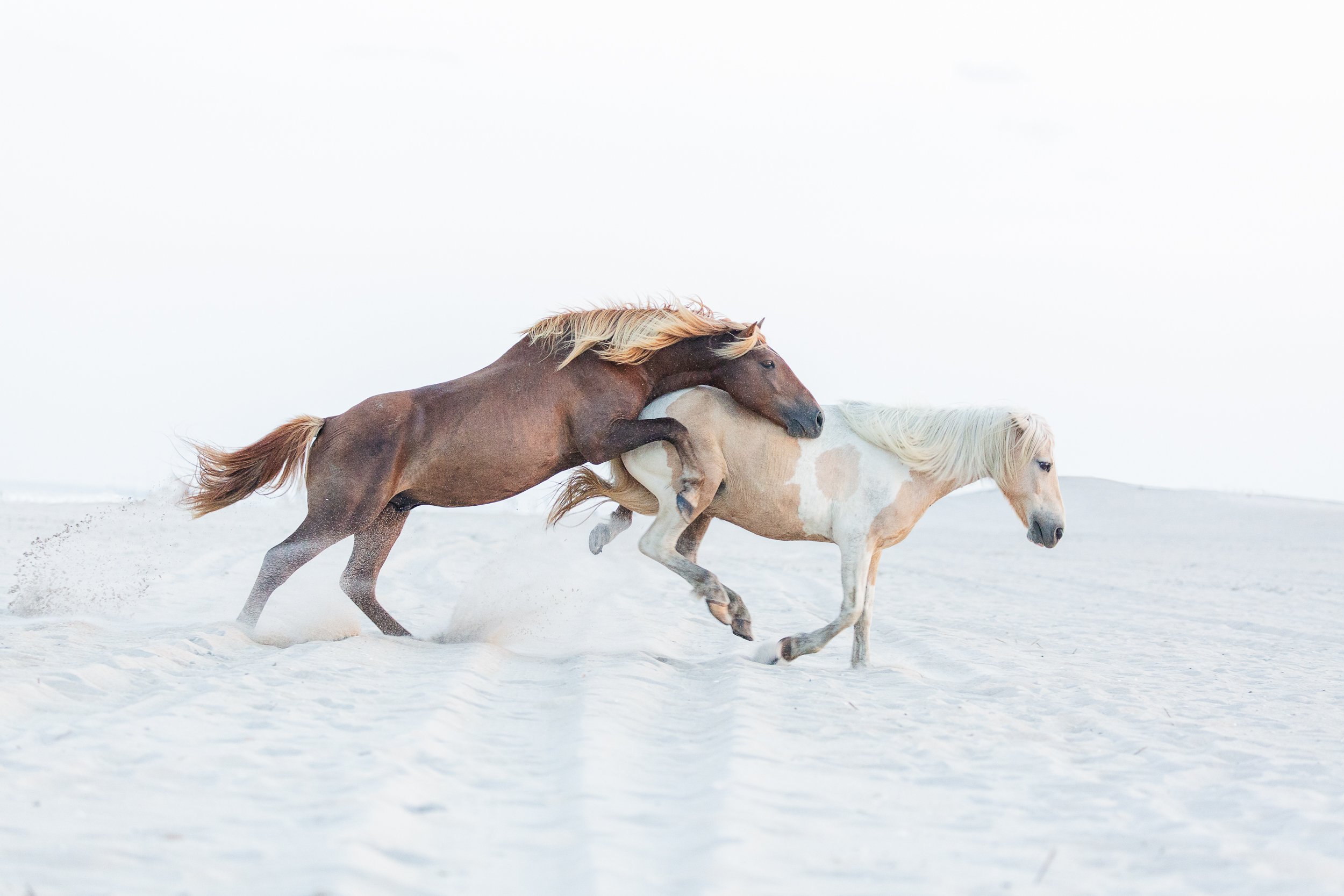 Jane-Sikorski-horse-photographer-2220.jpg