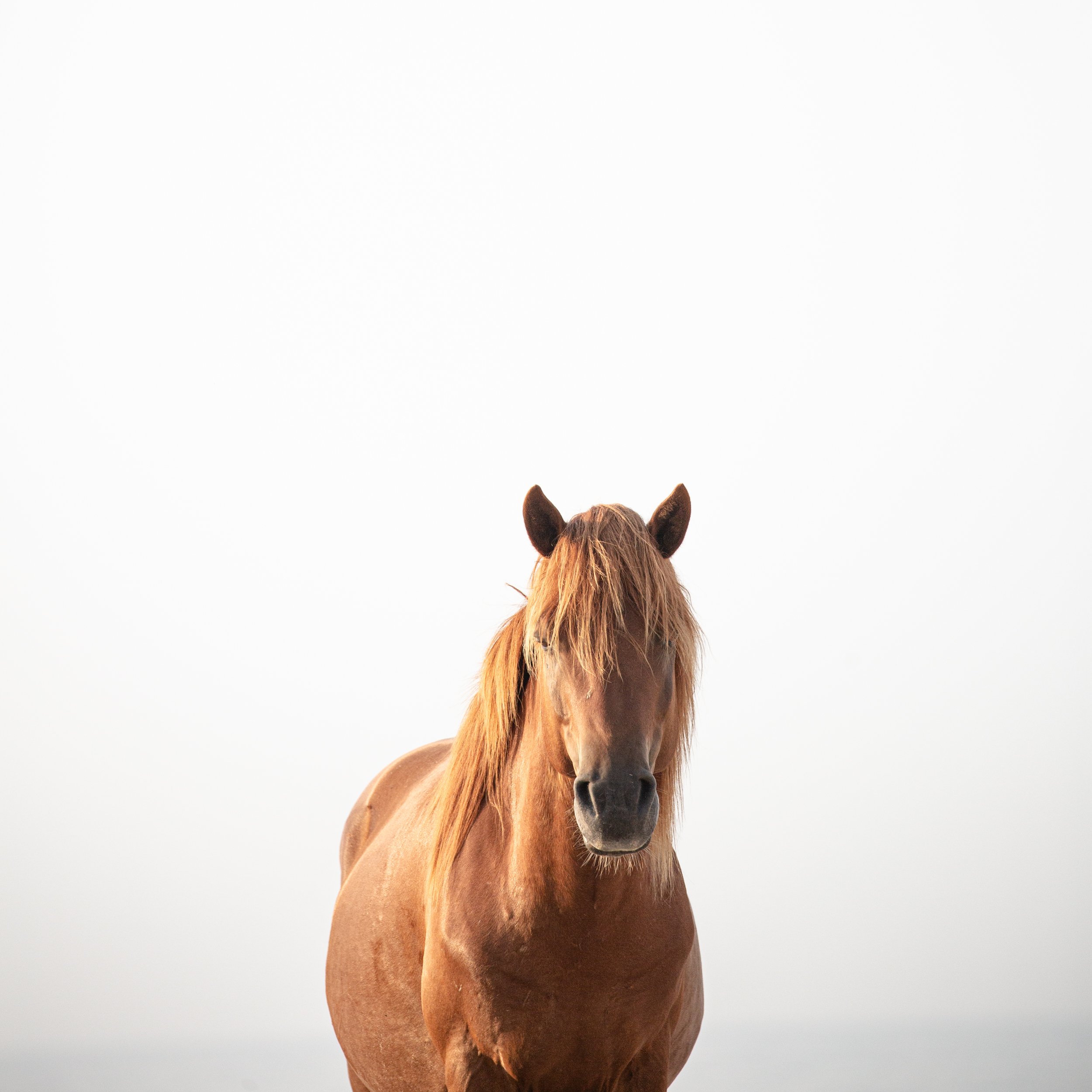 Jane-Sikorski-horse-photographer-2327.jpg