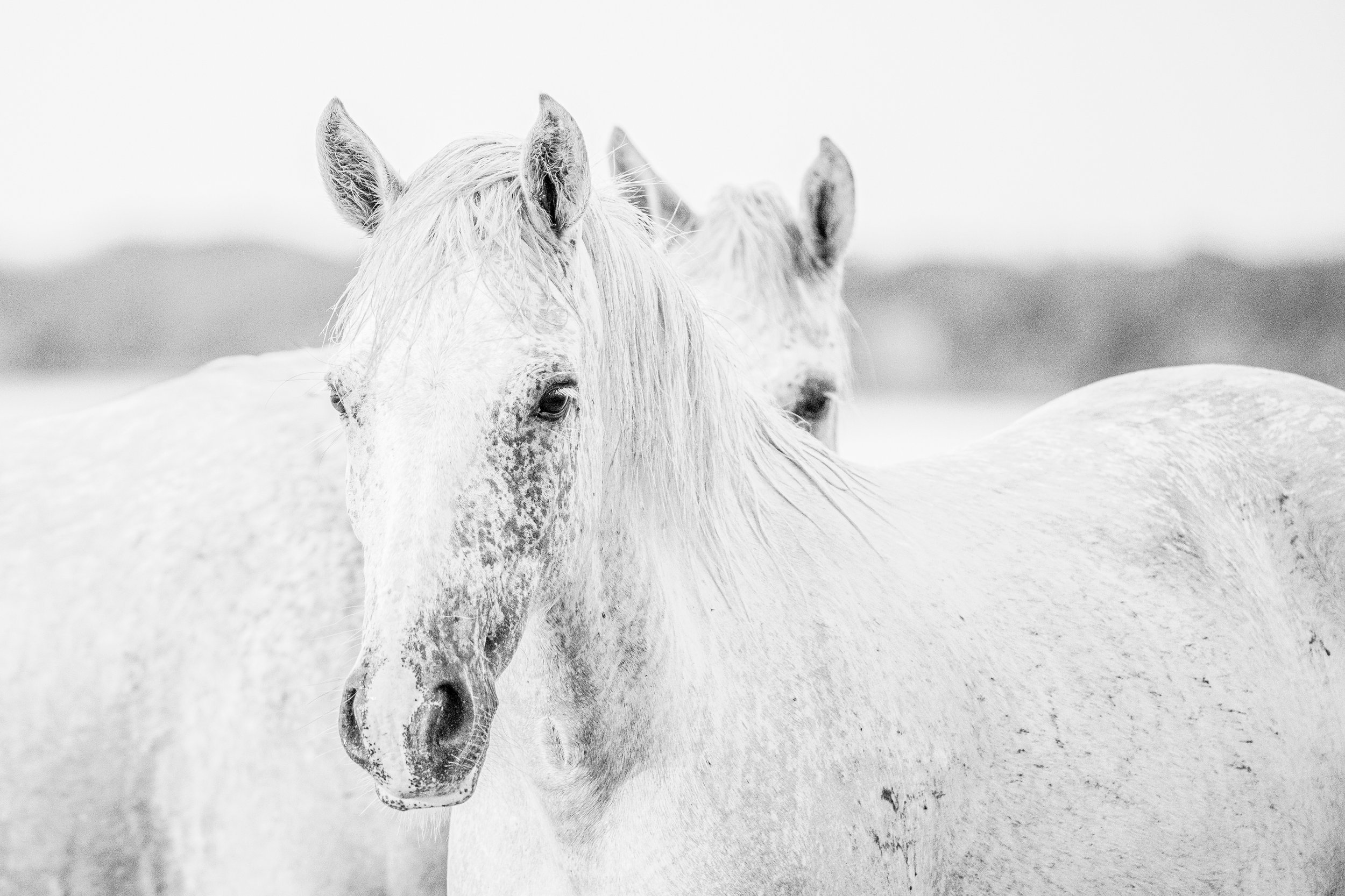 Fine art print of two white horses
