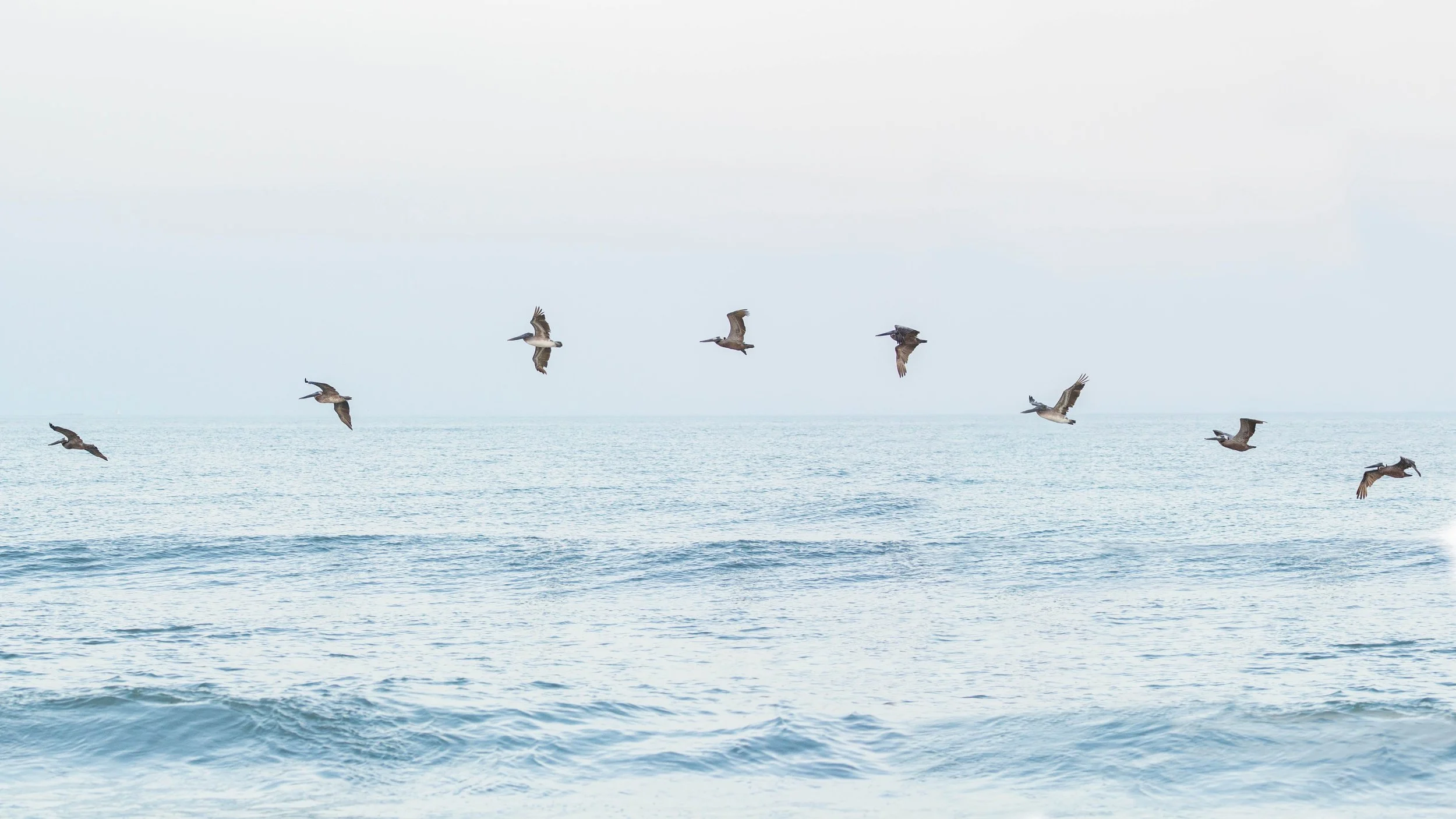 The Pelican Wave.jpg