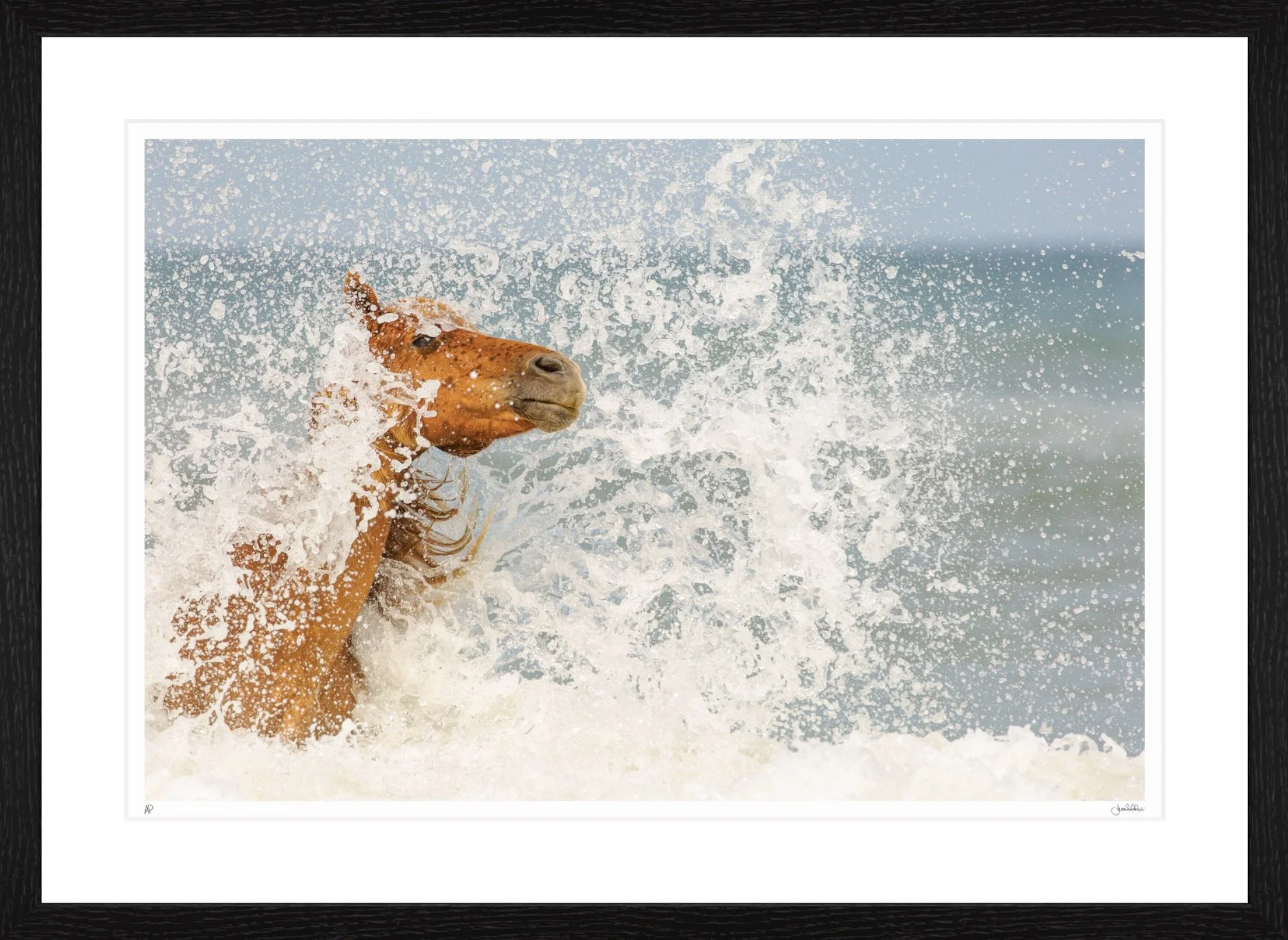 Sea Horse.jpeg