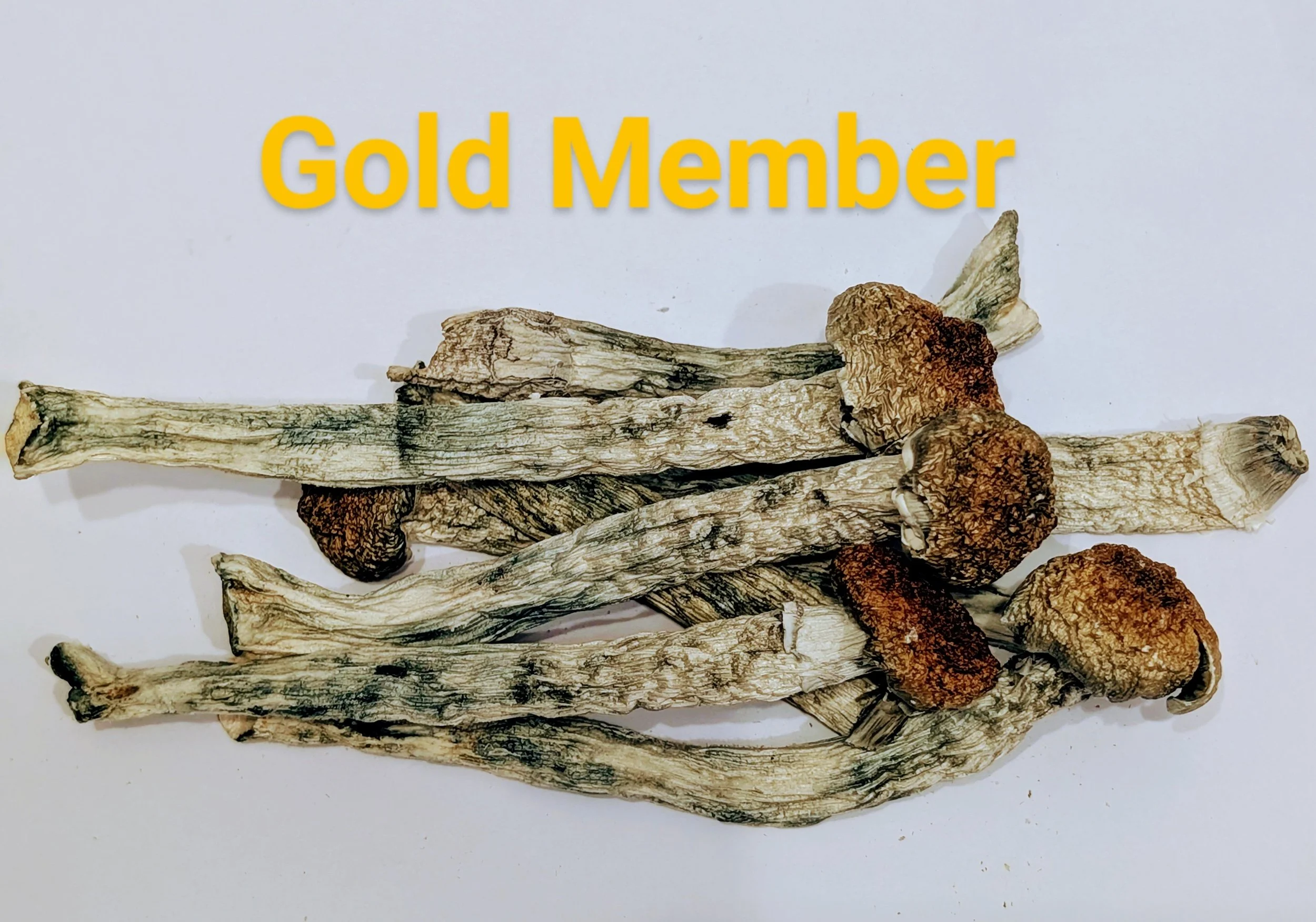 GOLD MEMBER - SHROOMS