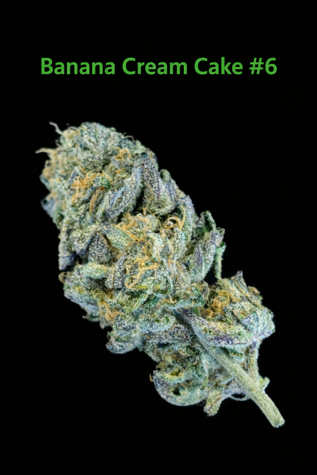 BANANA CREAM CAKE #6 - FIRE HANDLER EXOTICS