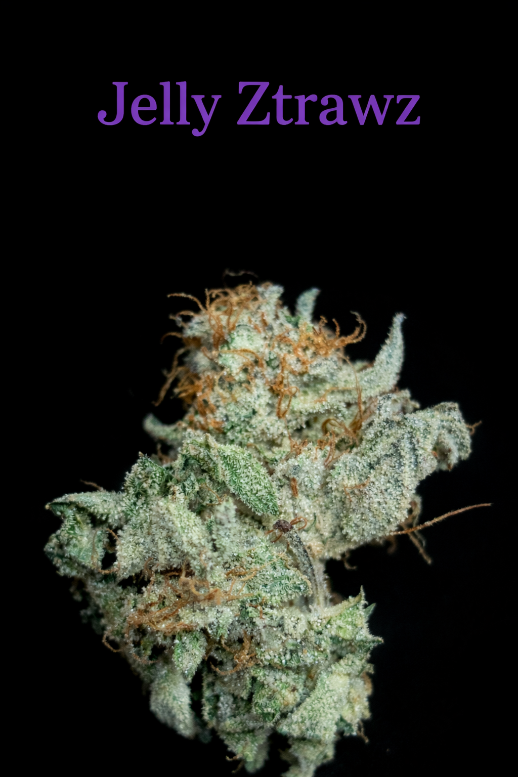 Fire Handler Exotics - Jelly Ztrawz #10 2.png