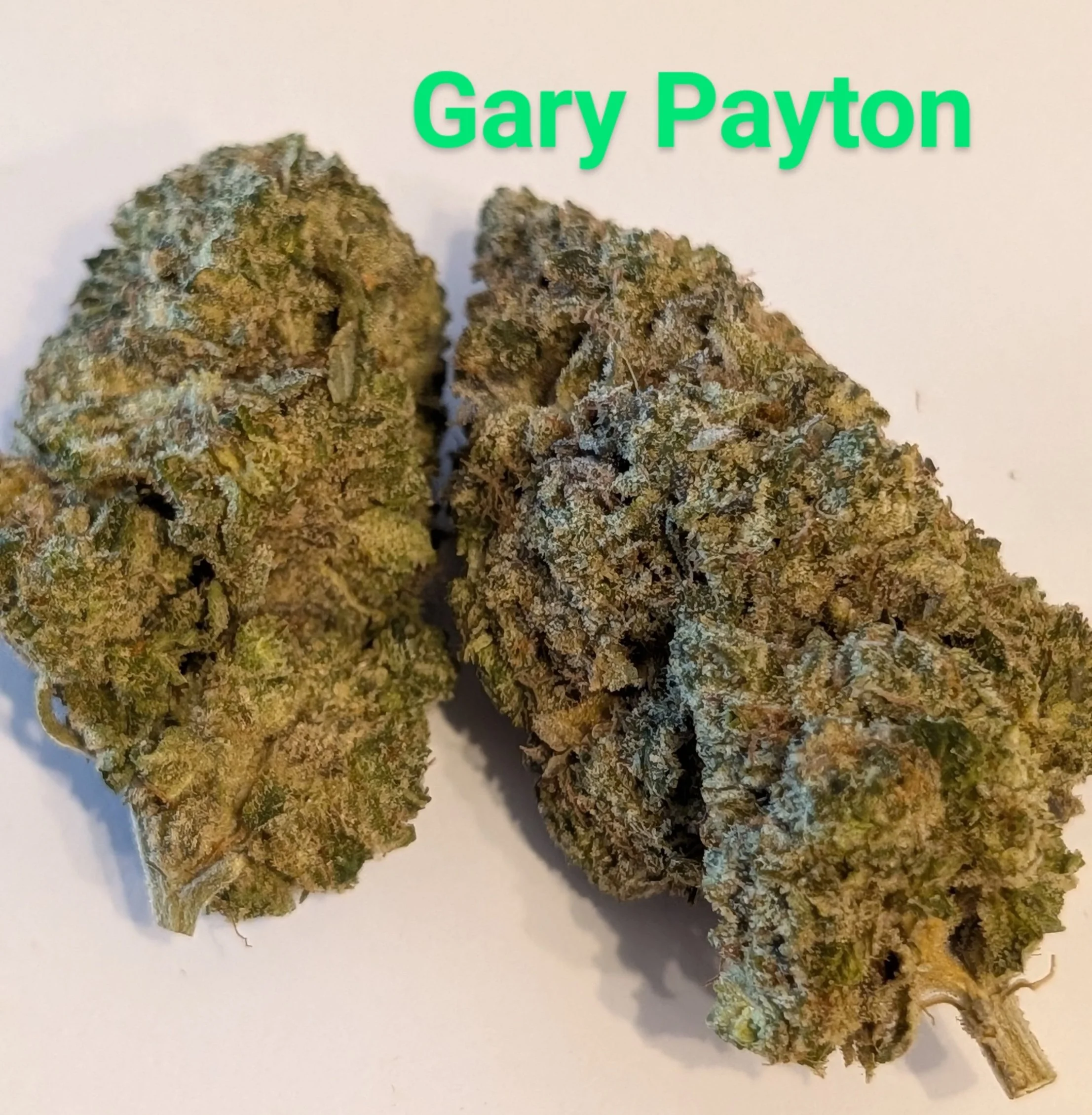 mcfly's 2.0 - Gary Payton 1.jpg