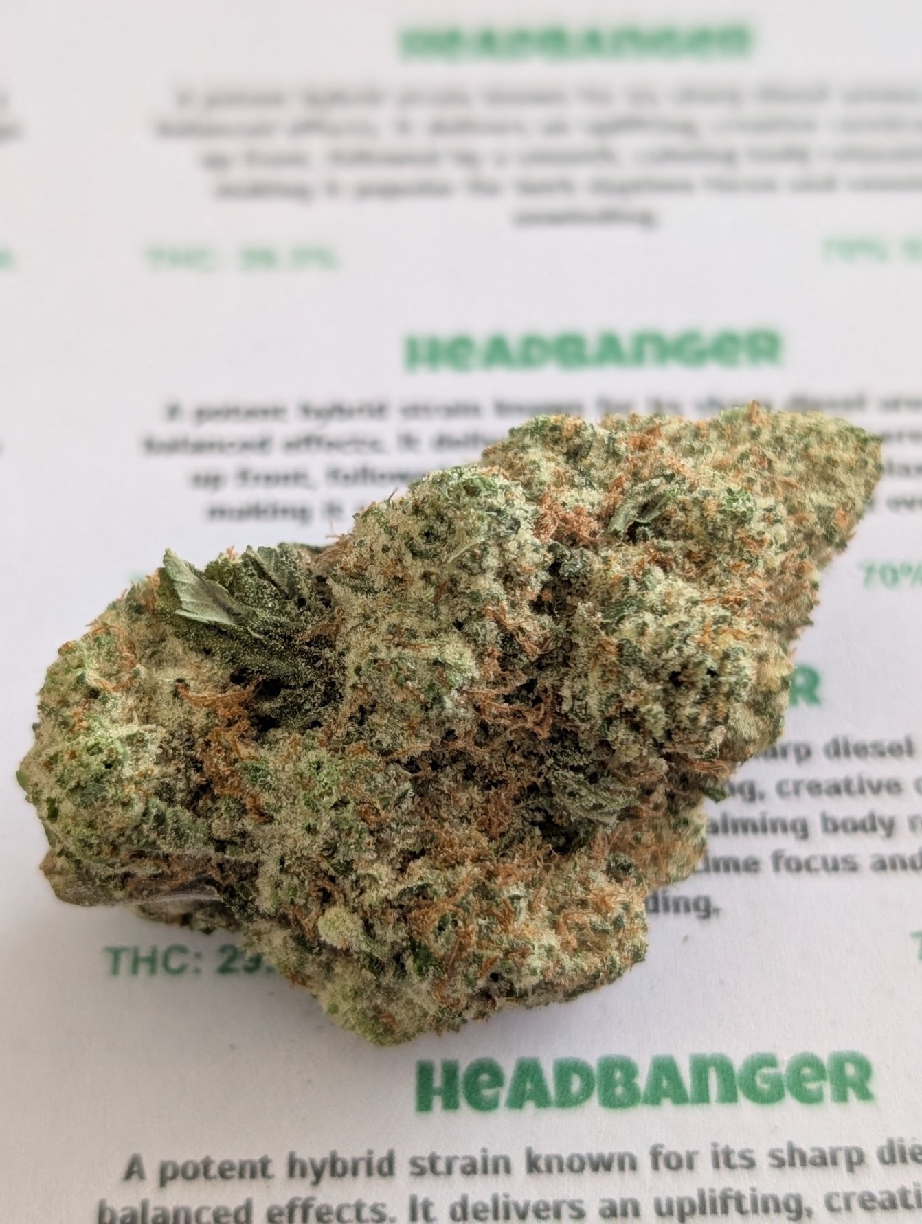 sin city - headbanger 1.jpg