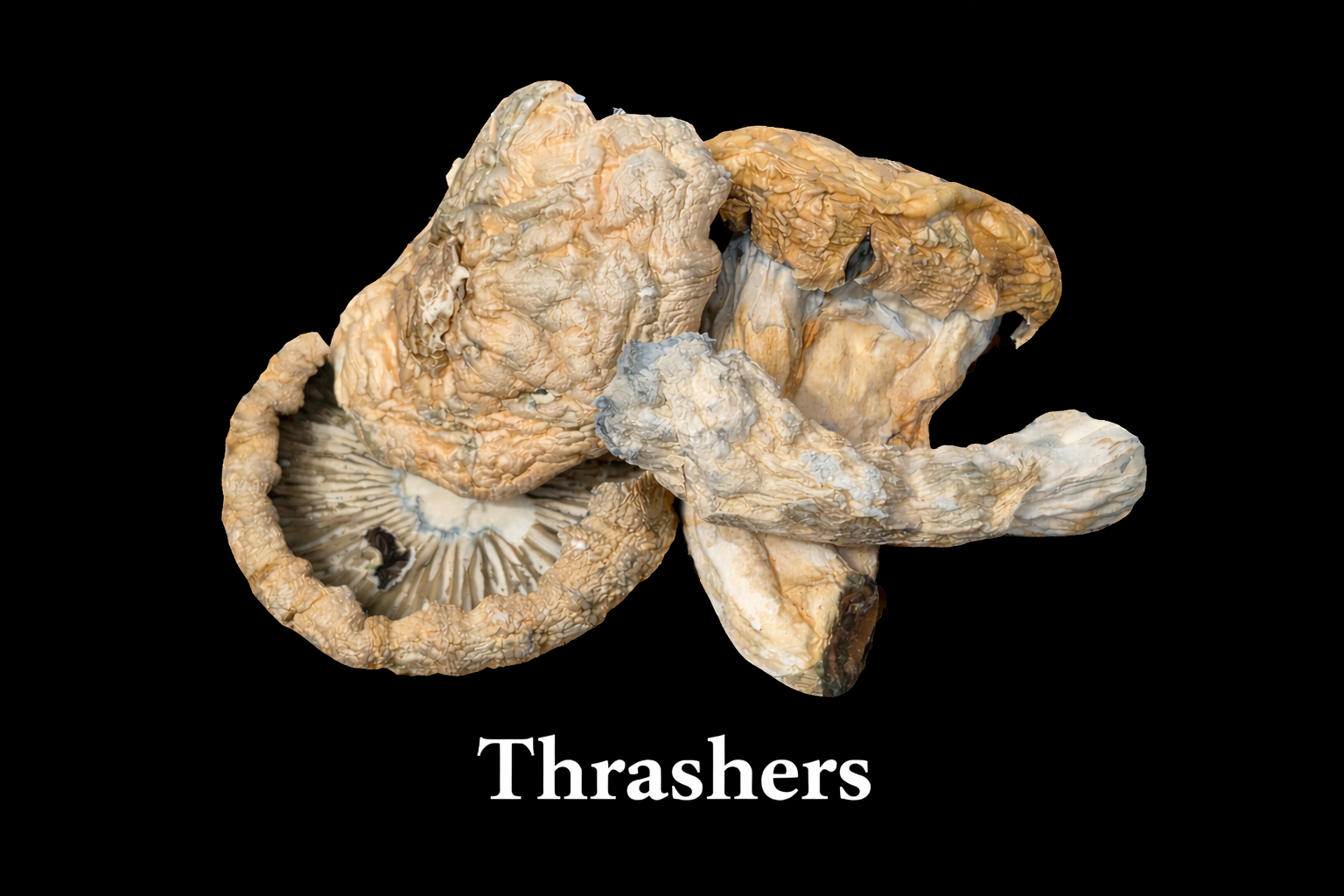 THRASHERS- SHROOMS