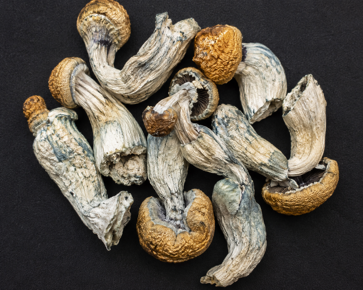 MELMAC - SHROOMS