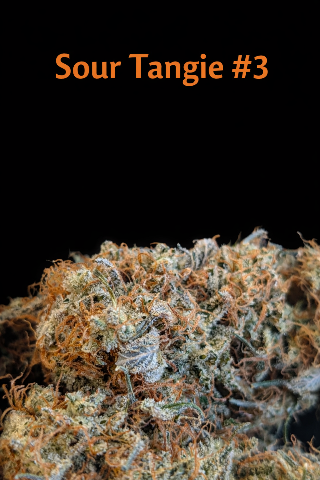Fire Handler Exotics - Sour Tangie #3 2.png