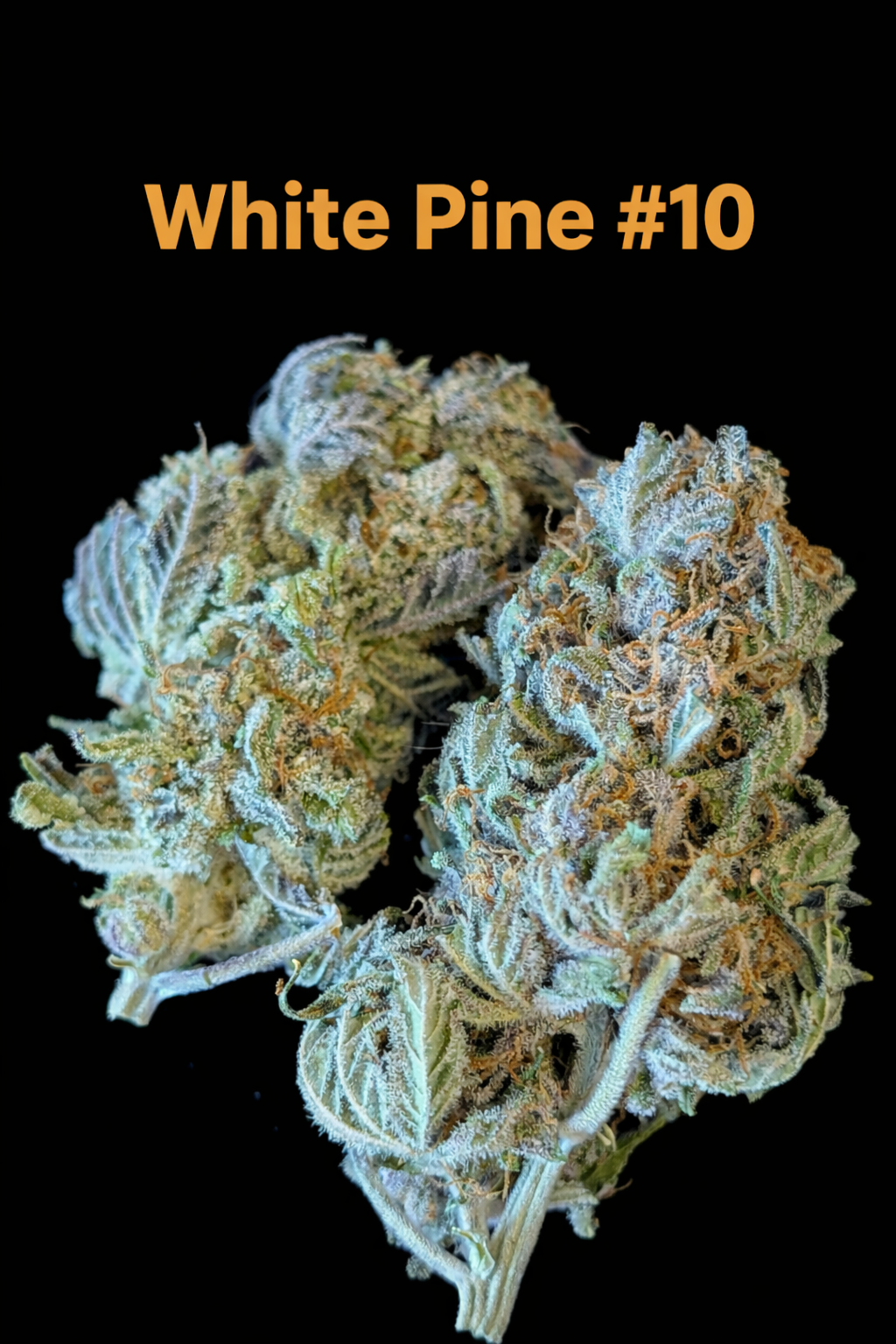 Fire Handler Exotics - White Pine #10 2.png