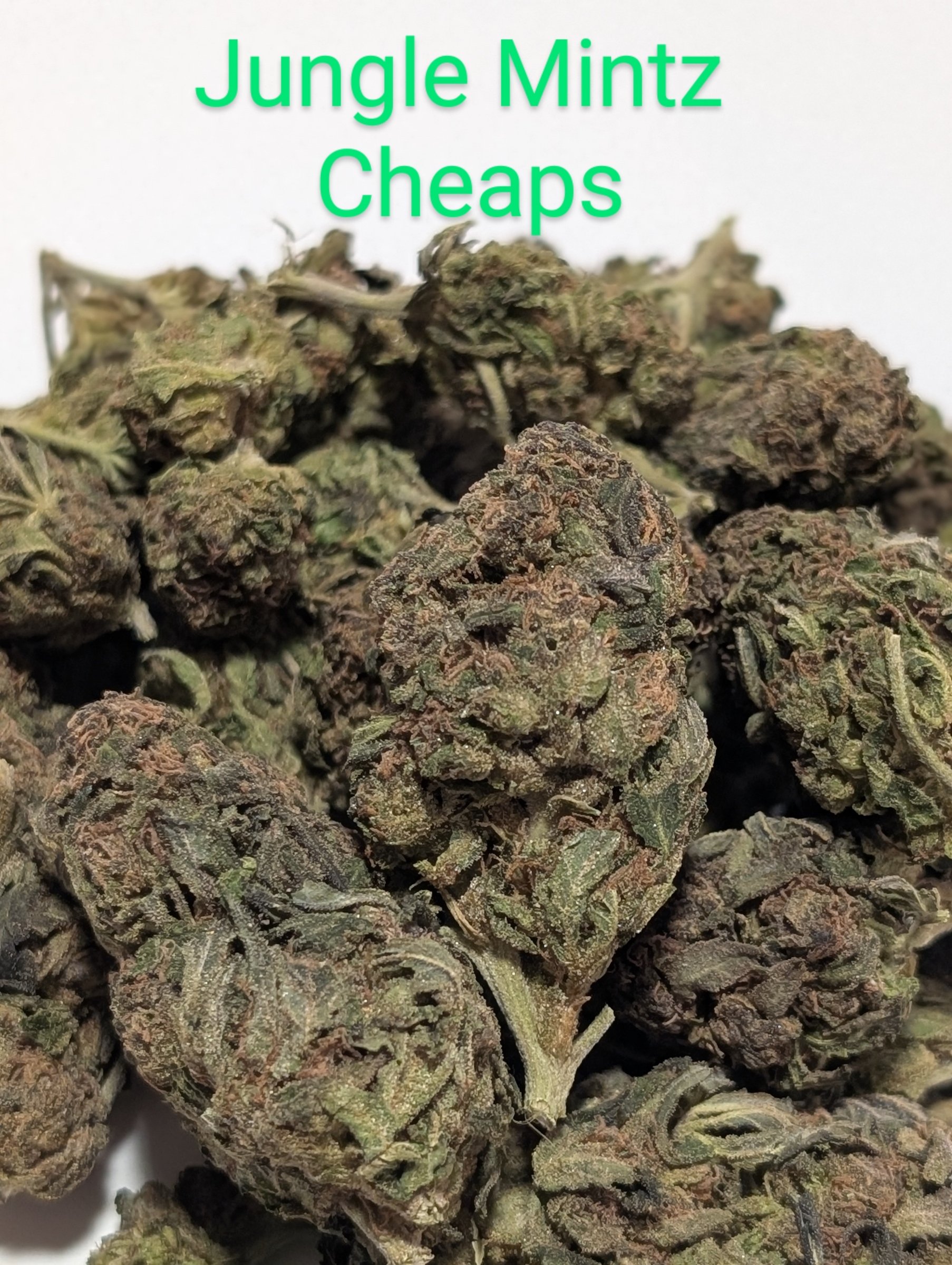 JUNGLE MINTZ CHEAPS