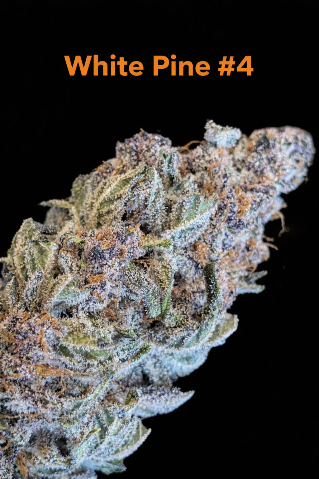 Fire Handler Exotics - White Pine #4 4.png