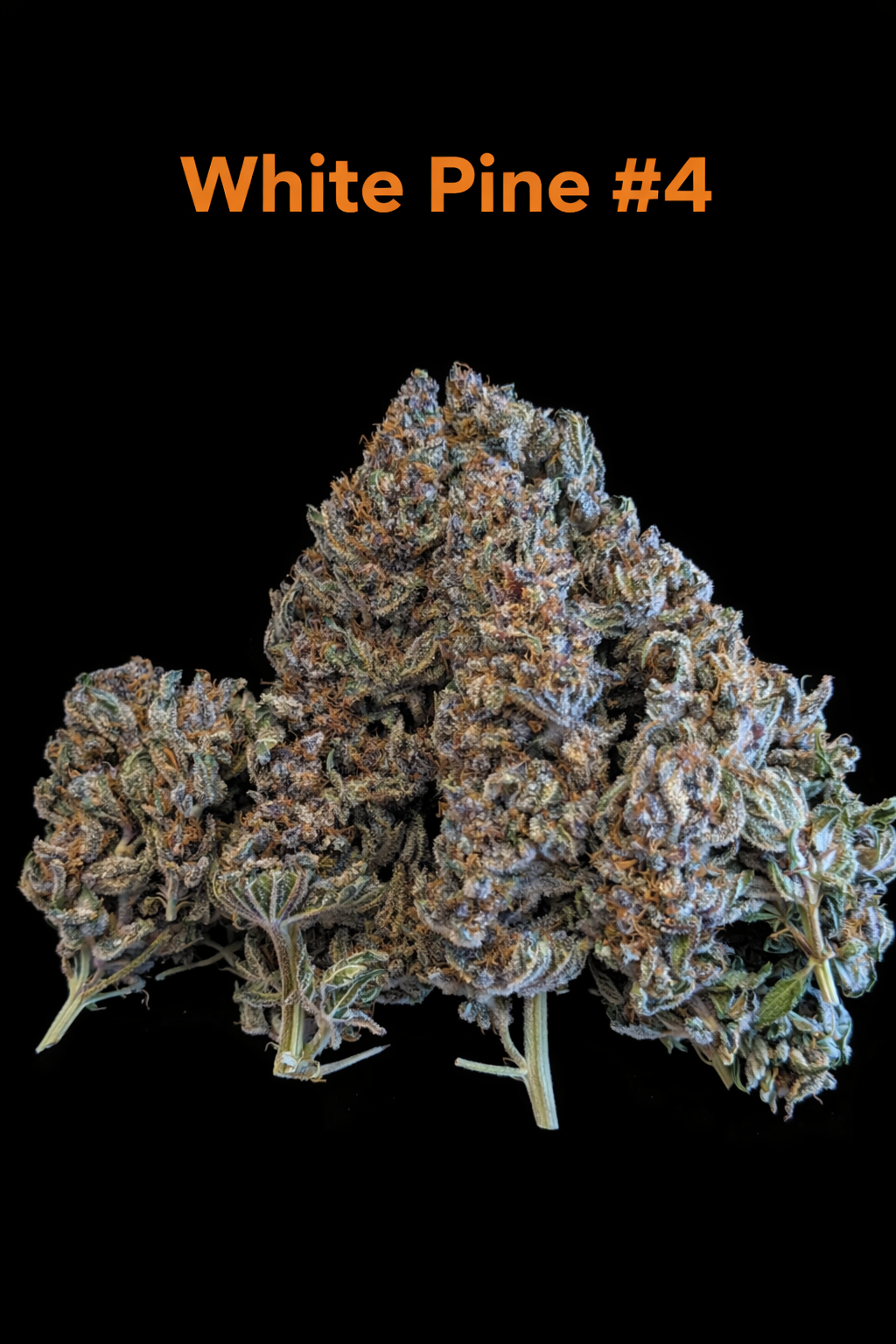 Fire Handler Exotics - White Pine #4 1.png