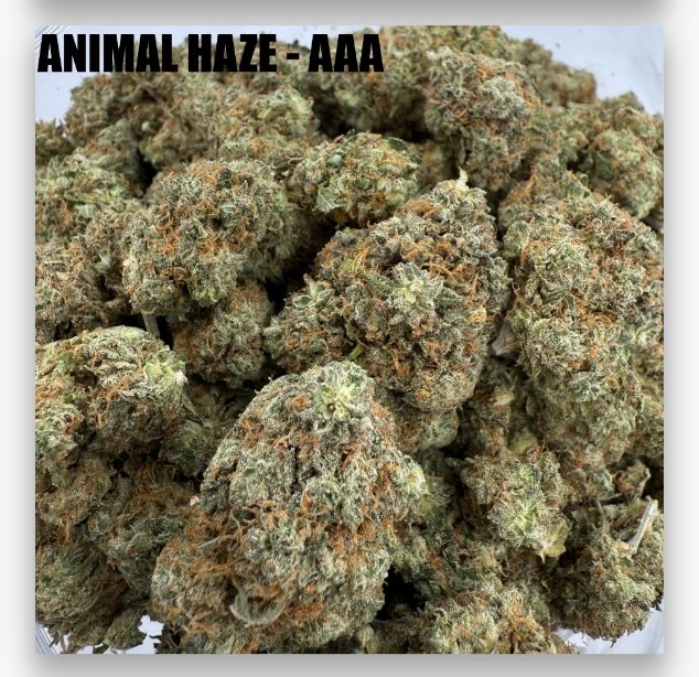 ANIMAL HAZE - MIDS