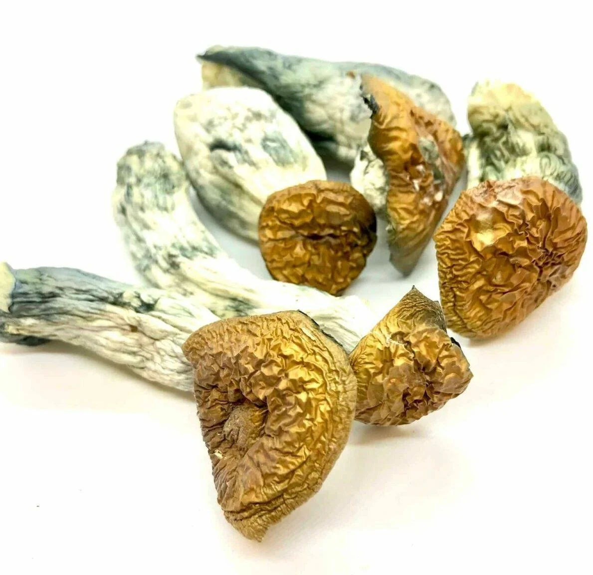 MAKILLA GORILLA - SHROOMS