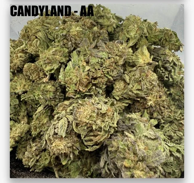 CANDYLAND - CHEAPS
