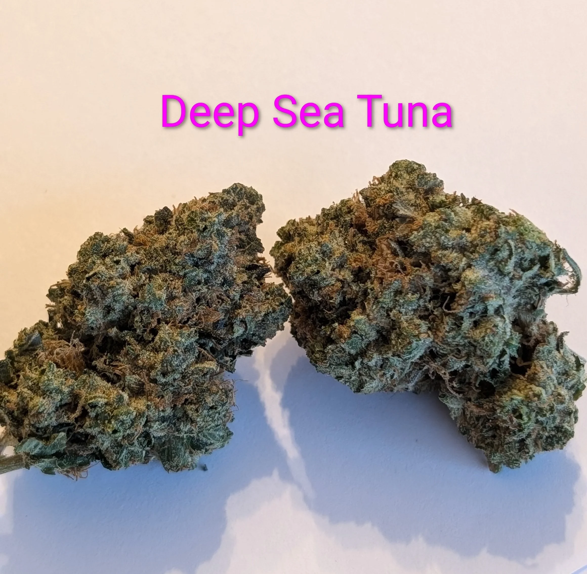 mcfly's 2.0 - deep sea tuna 1.jpg