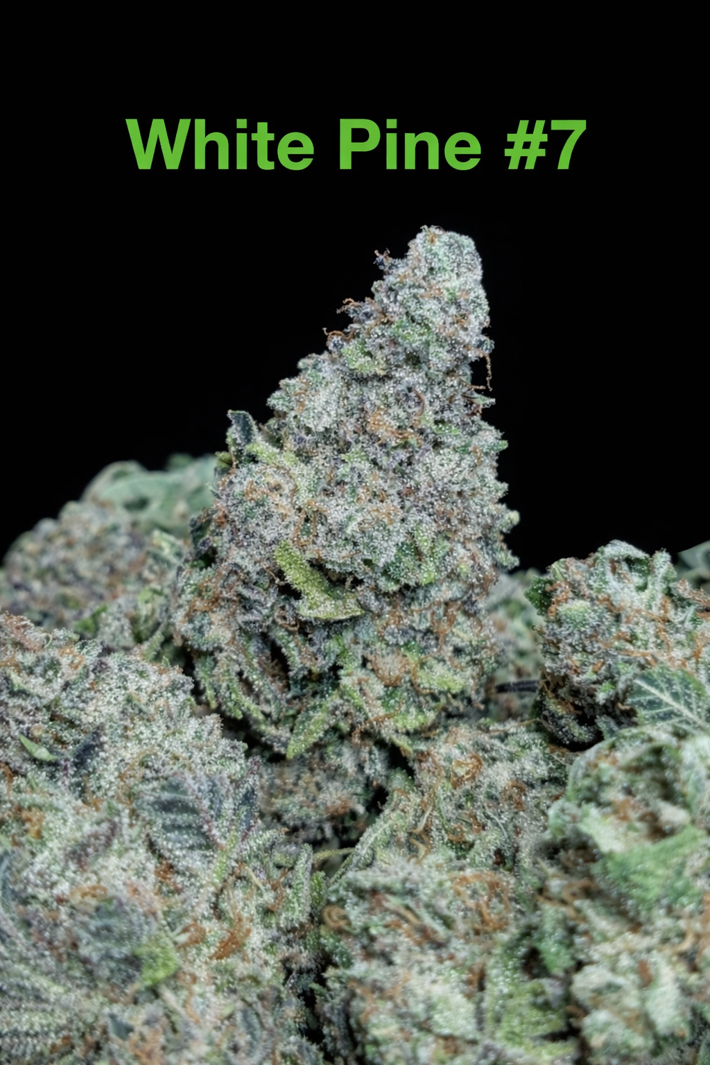 Fire Handler Exotics - White Pine #7 3.png