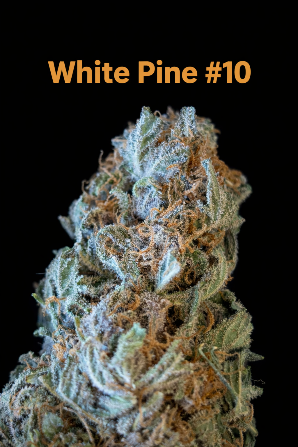 Fire Handler Exotics - White Pine #10 1.png